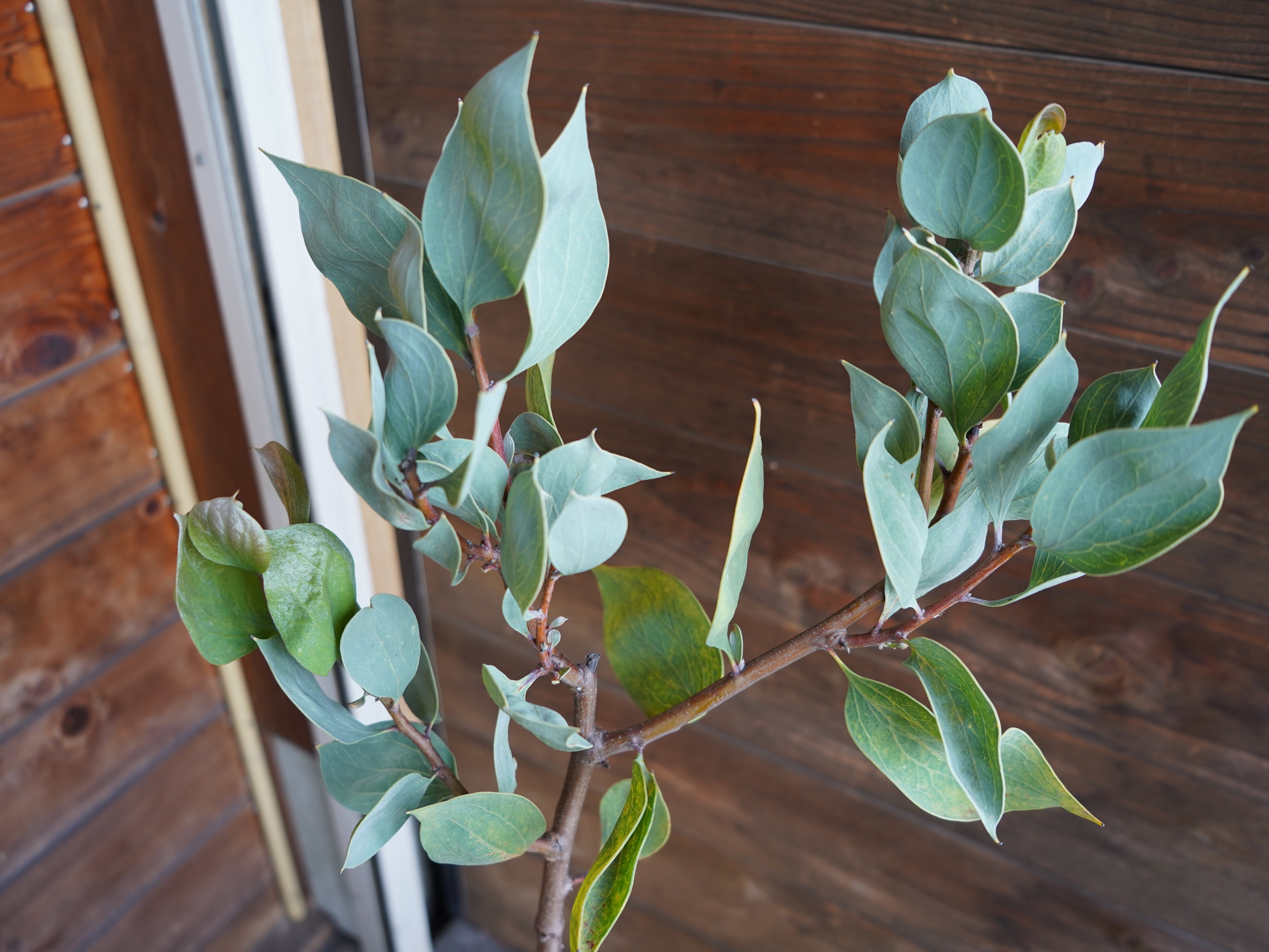 【現物】ハケア　”ペティオラリス”　A