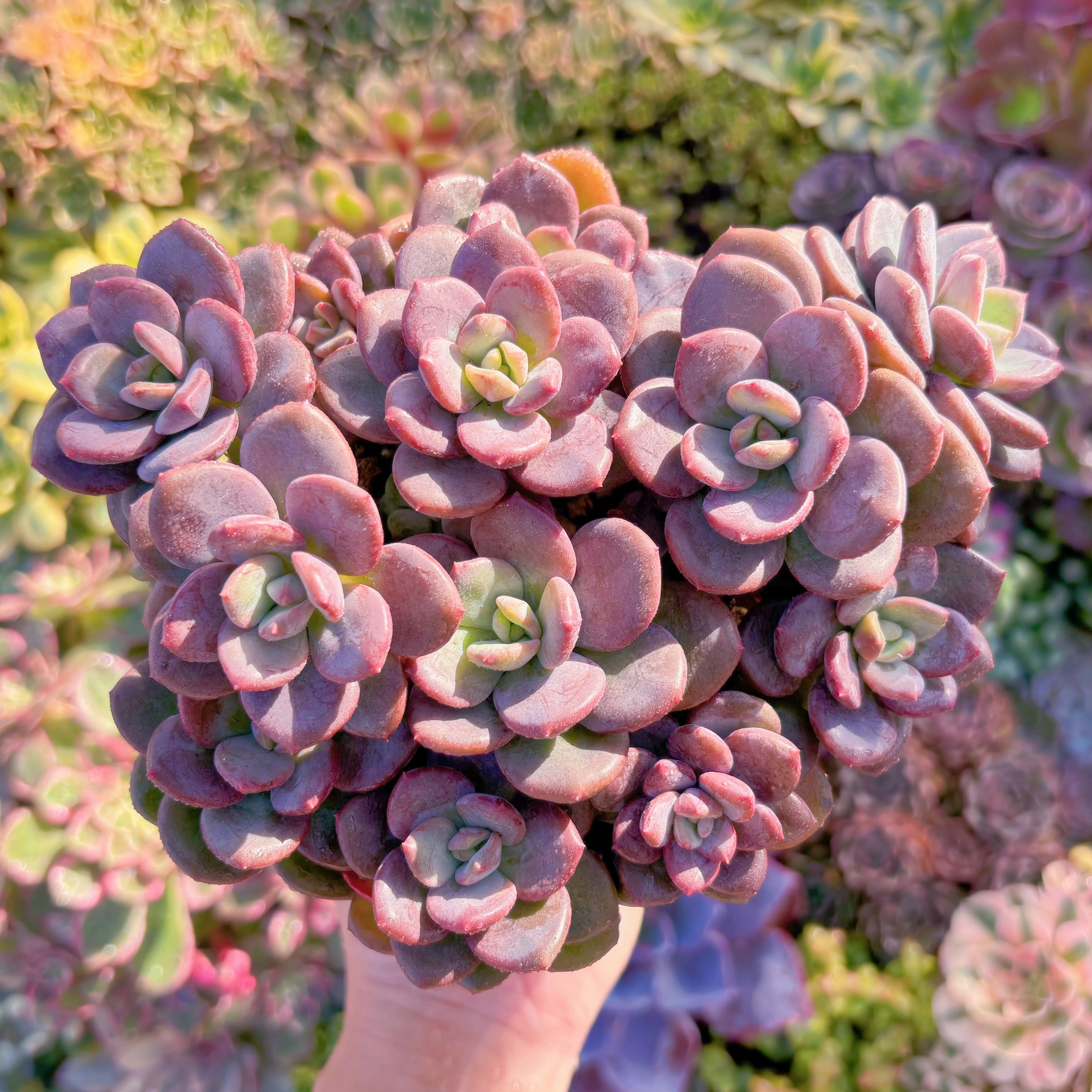 現品　トリュフ(松露)#A06　大群生　希少　在庫僅少　直径約18cm　新入荷　るる農園