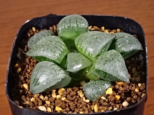 ハオルチア 日光 コンプト スプリング Oz黒線ピクタ交配種 原16 おぶうhealing