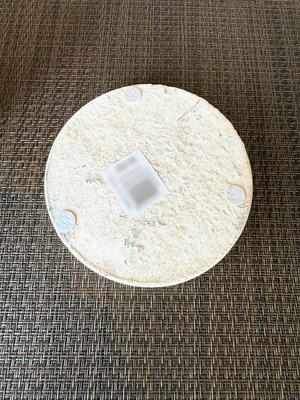 シンゴニウム・ストロベリー