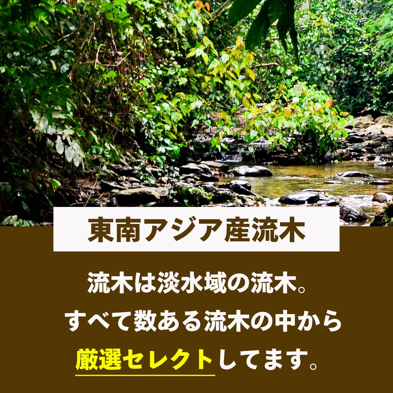 神秘を湛える悠久の造形美】ディープホーンウッド/Deep Hornwood #大型