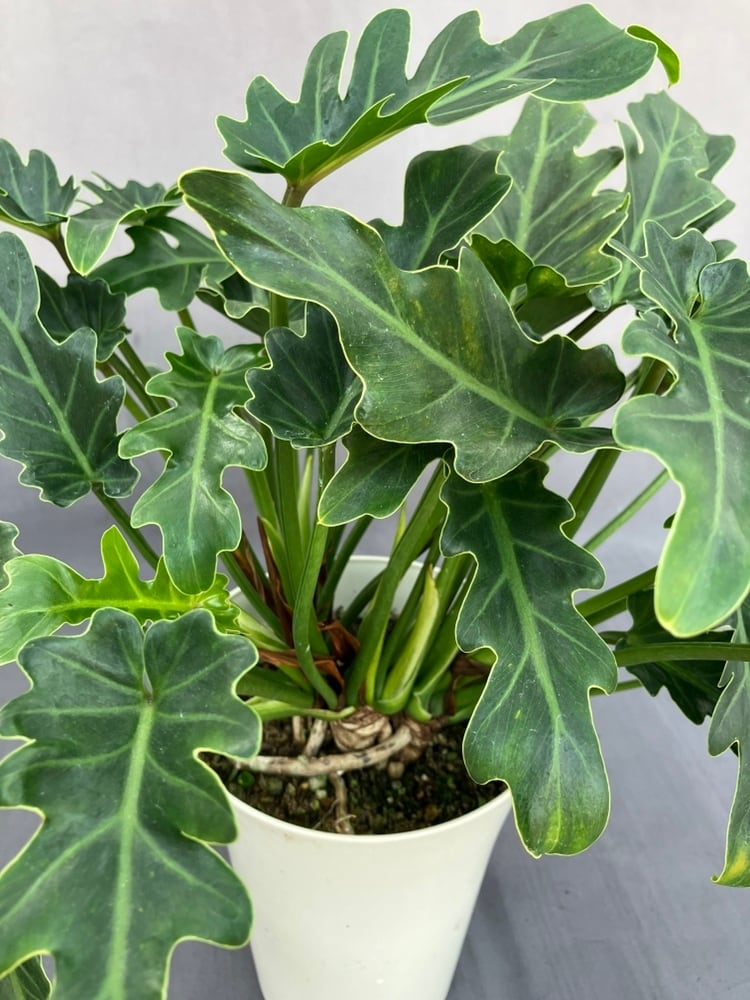 観葉植物 | 日本ライン花木センター