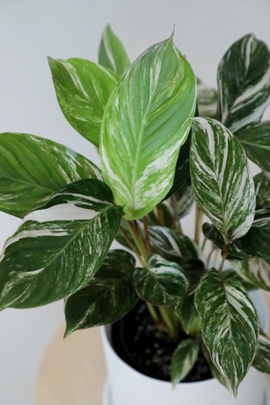 【M】クテナンテ セトサ/Calathea White Fusion