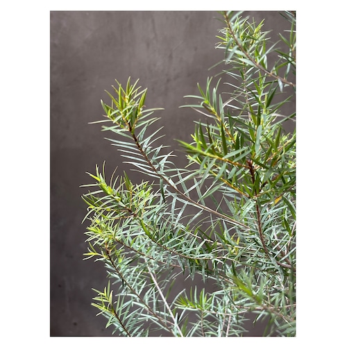 Melaleuca linariifolia 'Snow in Summer'