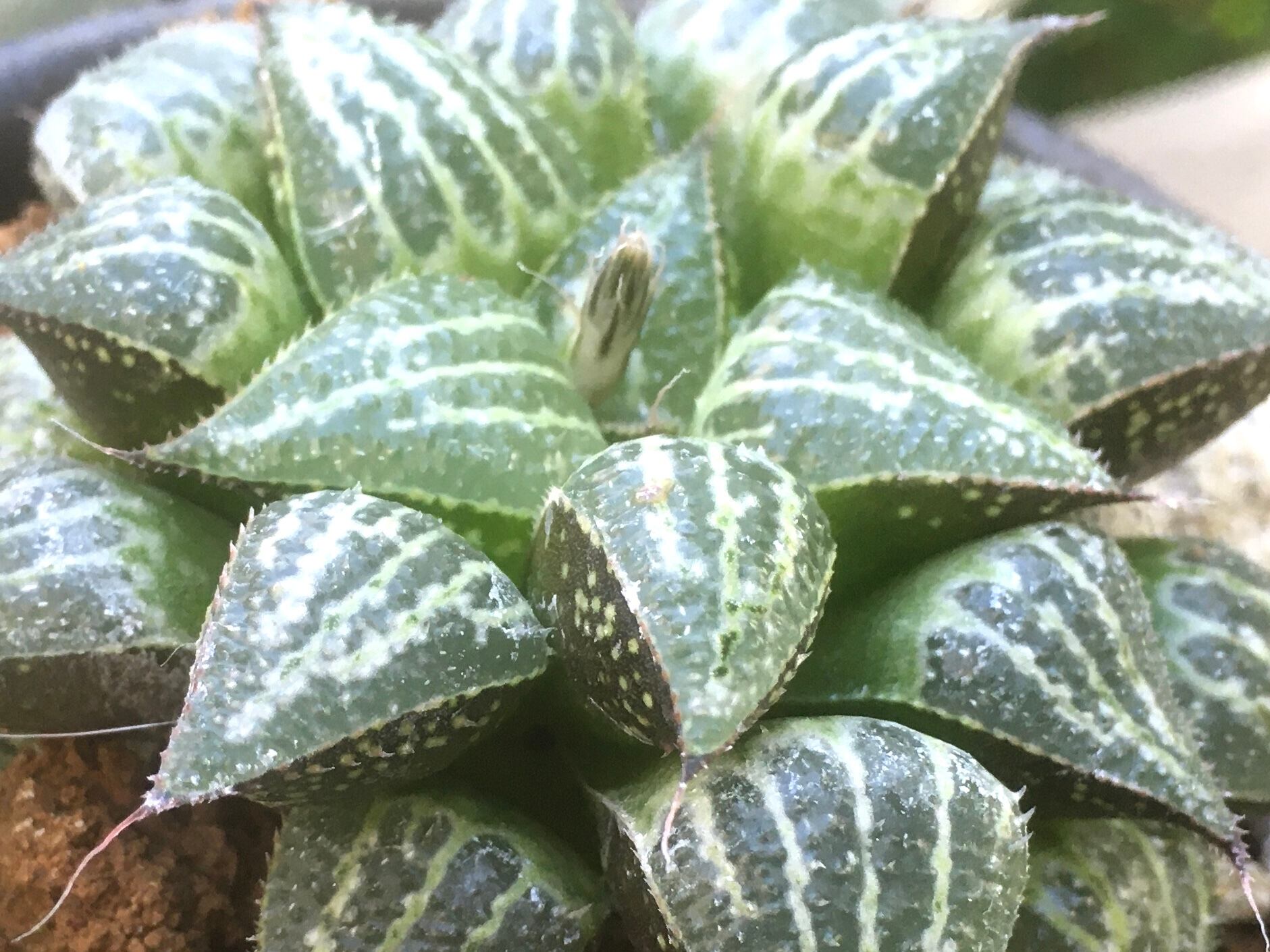 7g ハオルチア 多肉植物 ダビデイ実生錦糊斑 自家繁殖 7g ハオルチア 多肉植物 ダビデイ実生錦糊斑 自家繁殖