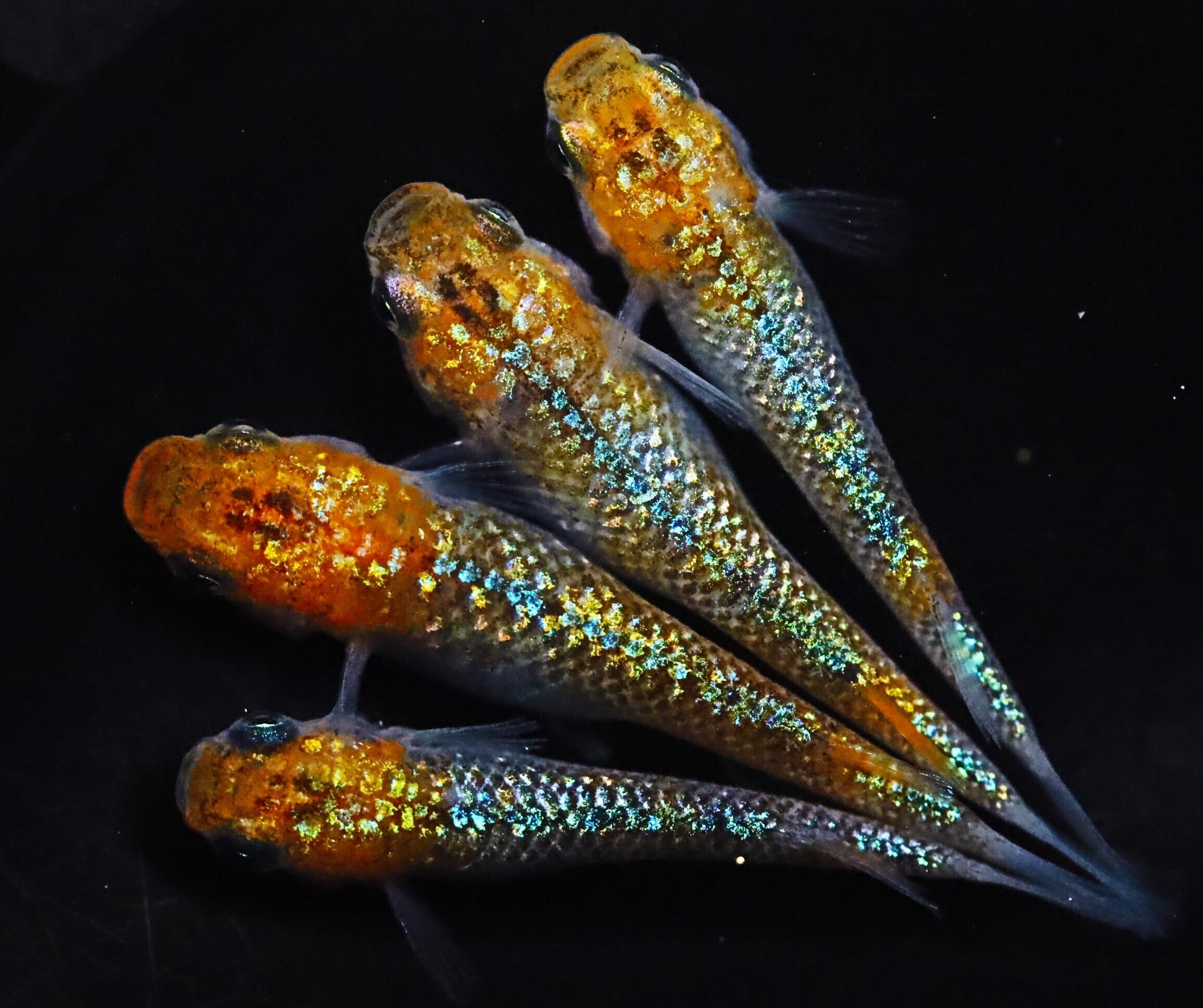 丸長メダカ A24【 アマテラスエボリューション 種親クラス 若魚 】2匹 