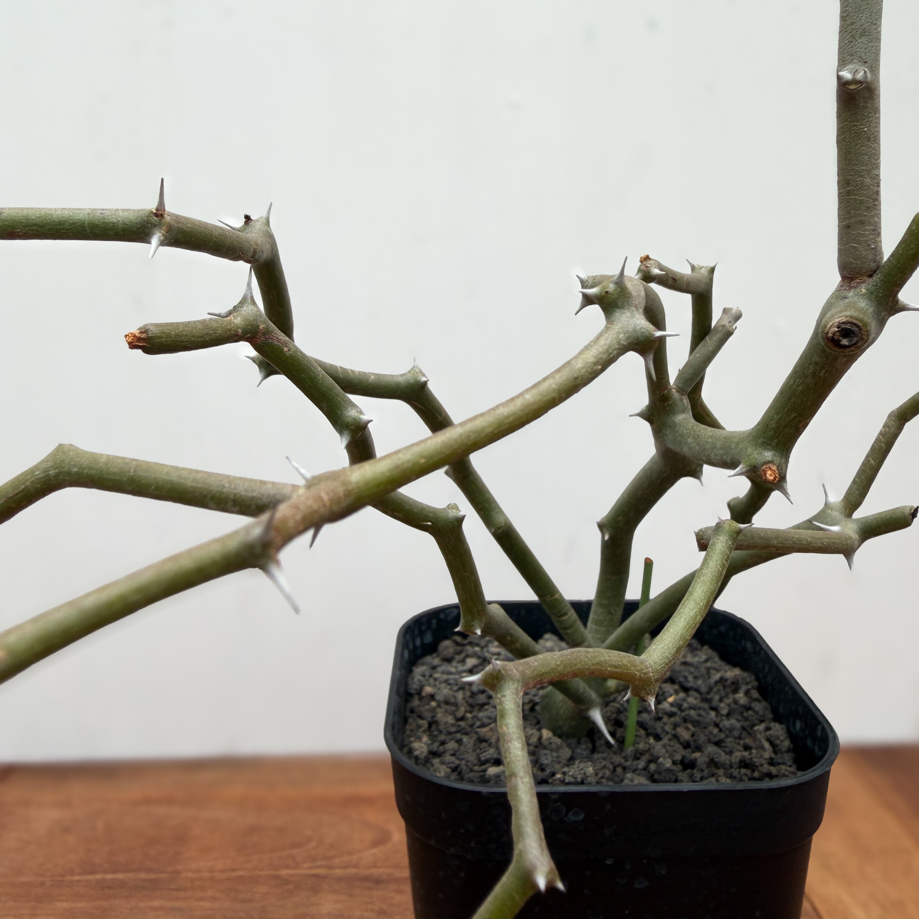 Decarya madagascariensis【デカリヤ・マダガスカリエンシス