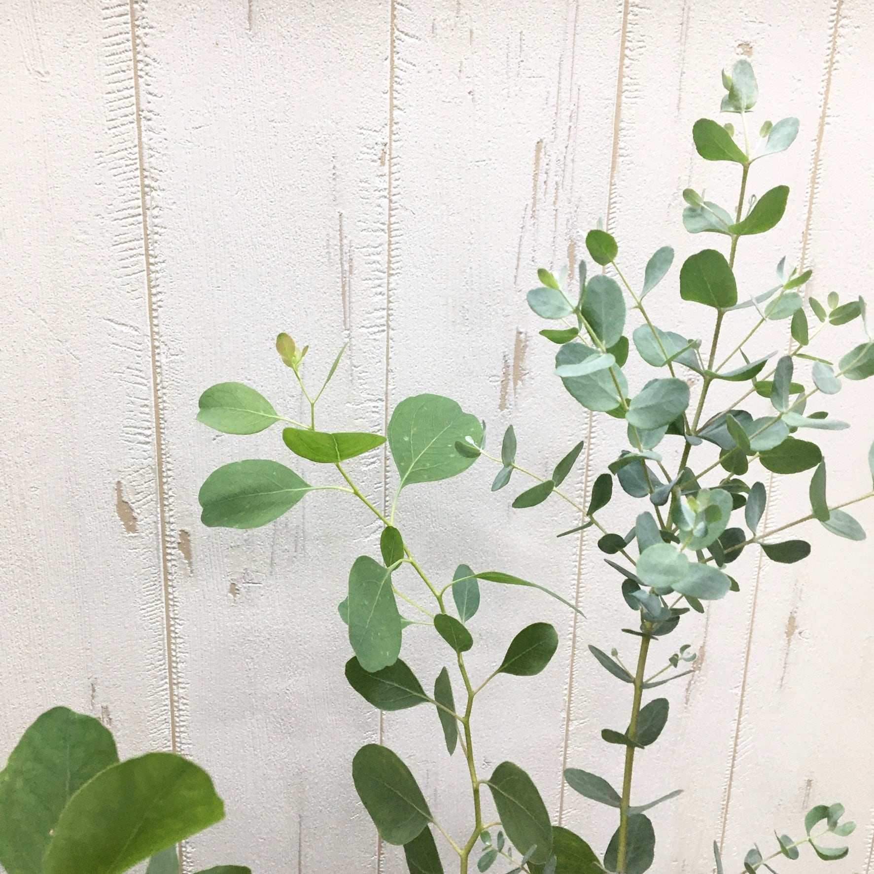 ユーカリ グニー&ポポラス セット | PLANTS SHOP OLIVE