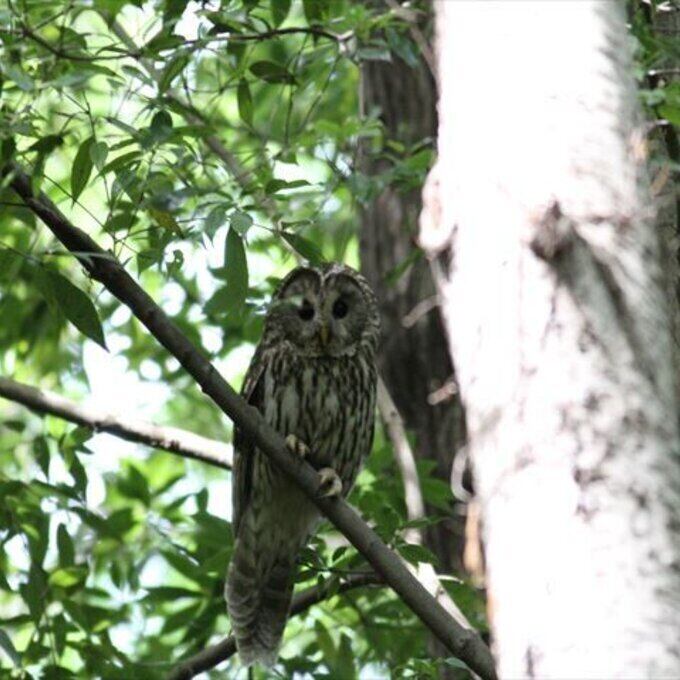 【一点物】✦⋆.八ヶ岳の森の贈り物 ✦⋆.·賢者の石とフクロウと桜の木のアロマボトルネックレス ⋆.·✦