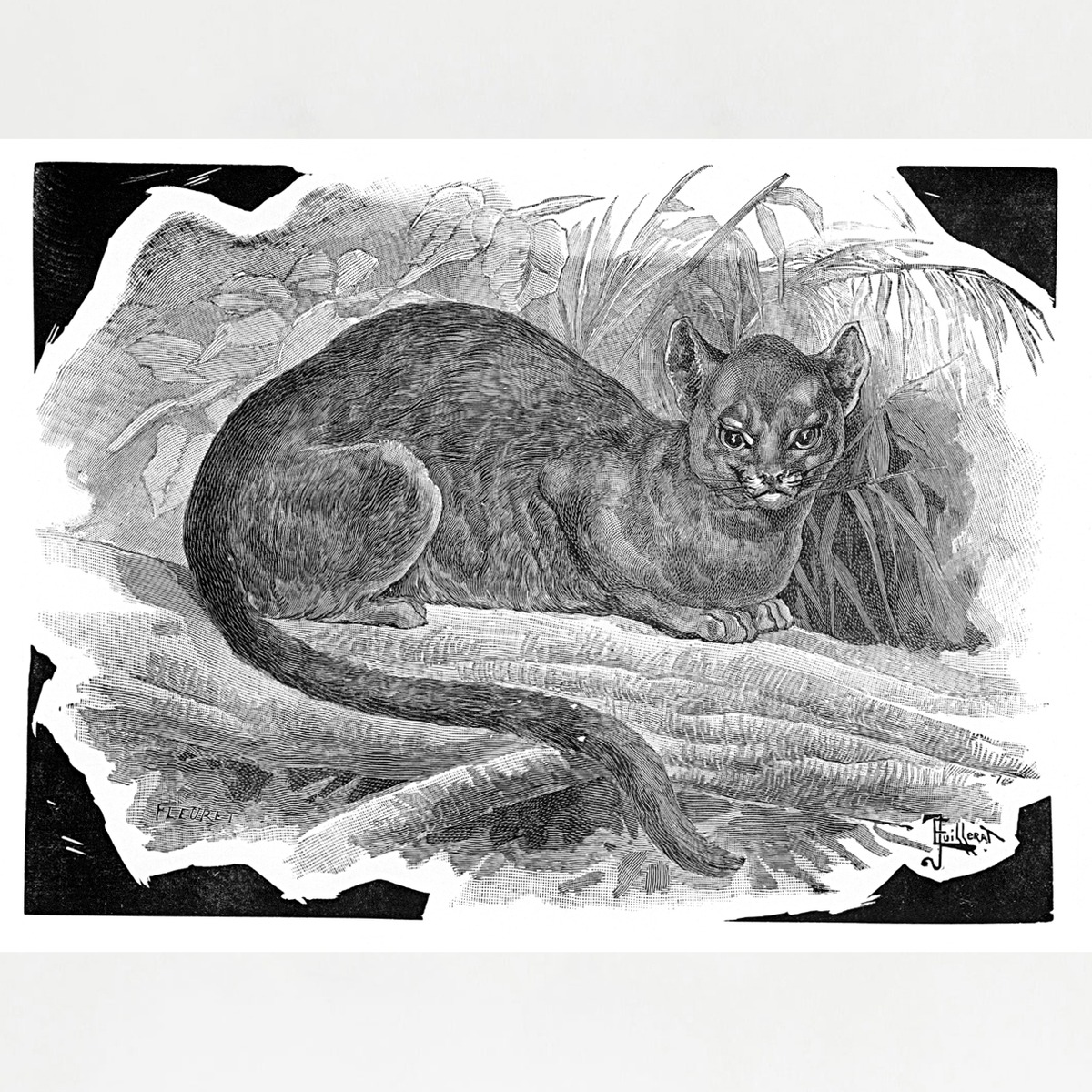 006] Wildcat 1845年頃フランスの印刷所に保管されていた 木口木版画 