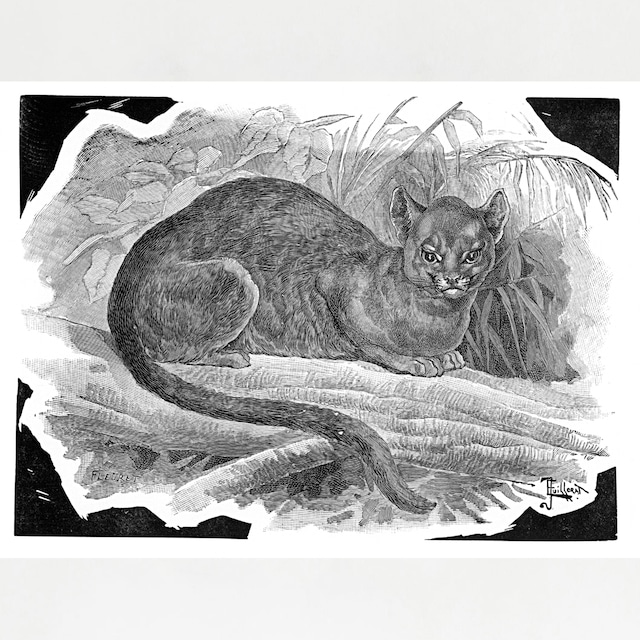 [006] Wildcat 1845年頃フランスの印刷所に保管されていた 木口木版画（西洋木版）八つ切り