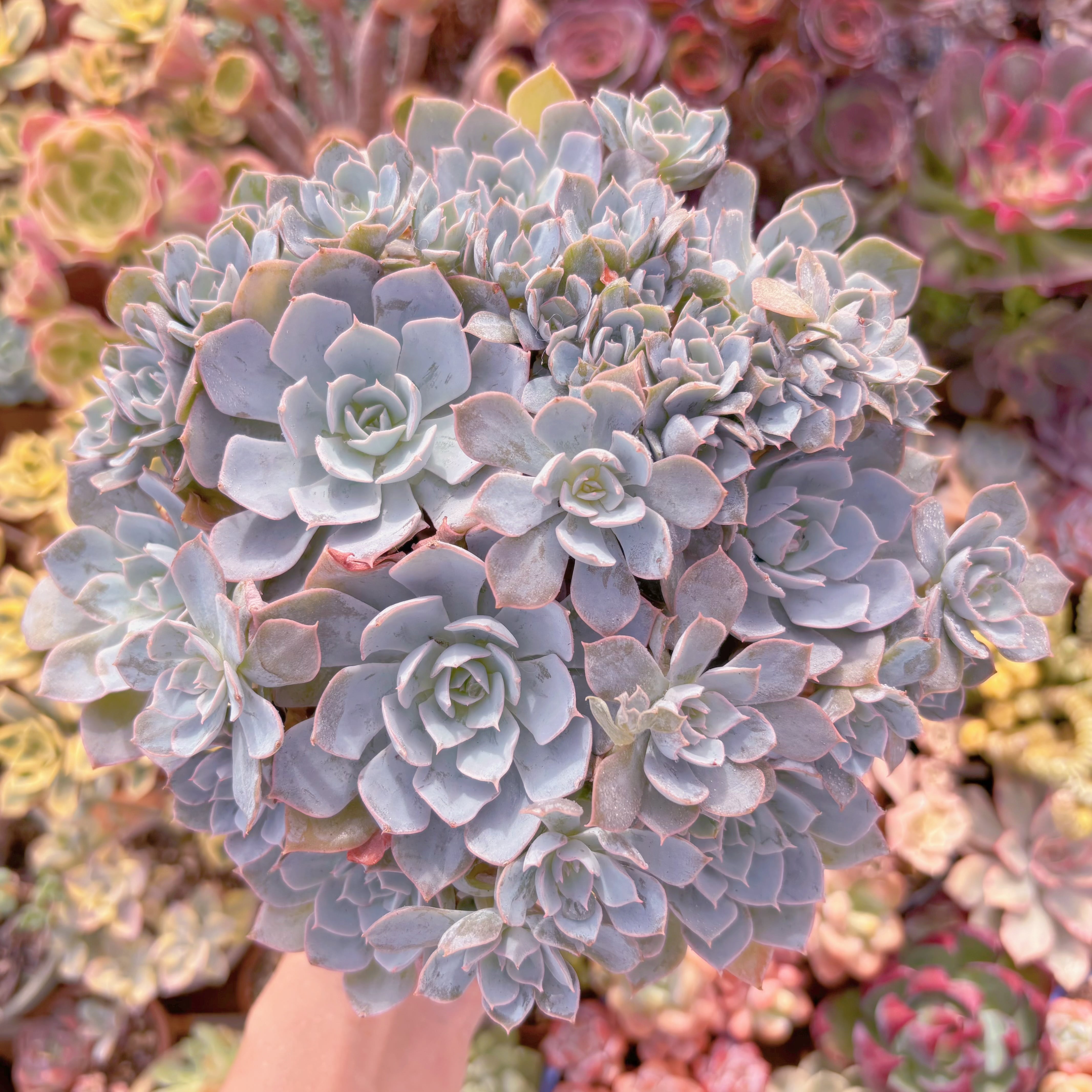 現品　デスメチアナ#017　大群生　るる農園