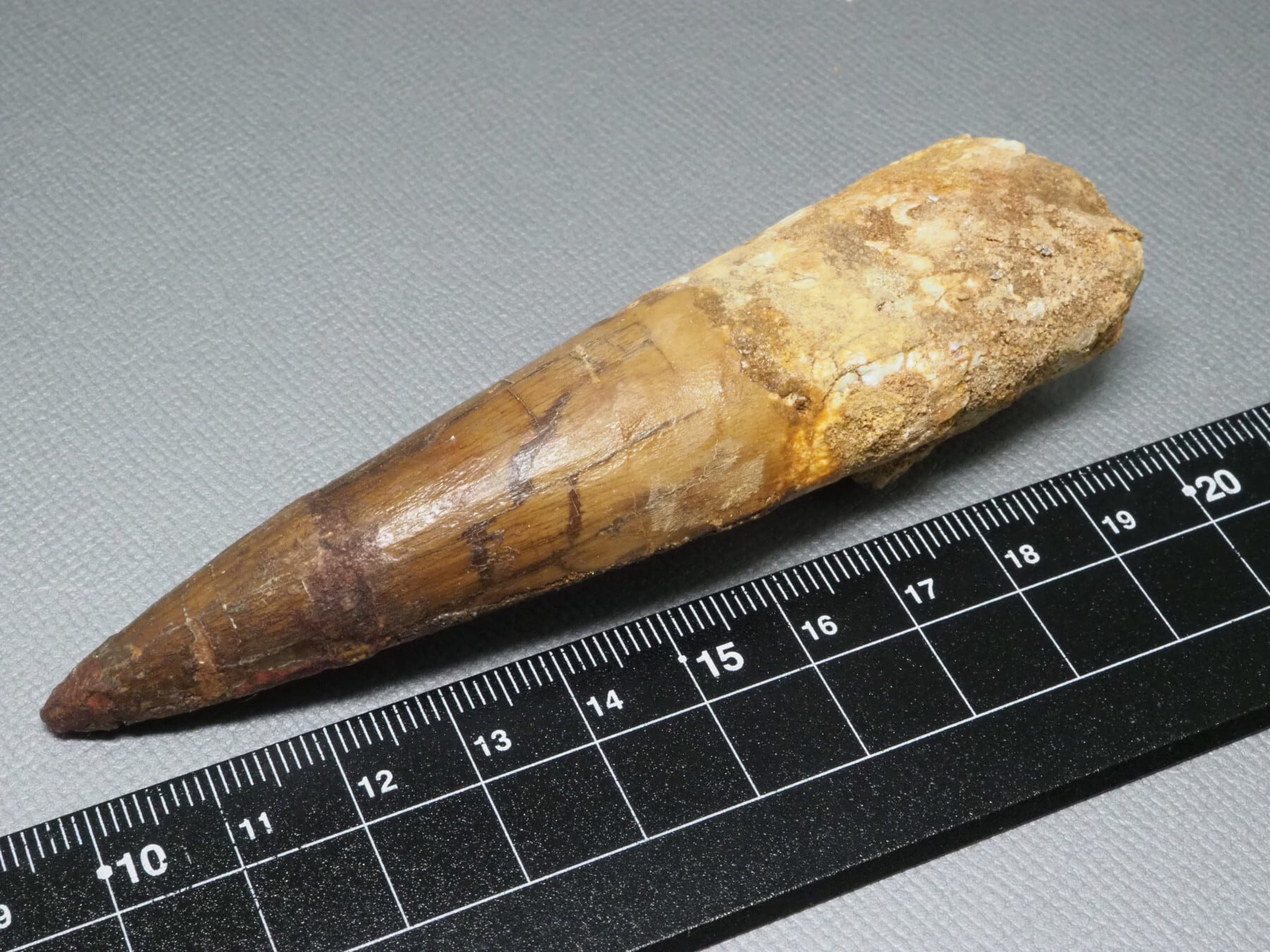 FOSSILS / 化石 | 化石・隕石・鉱物の販売 JURASSIC! (ジュラシック