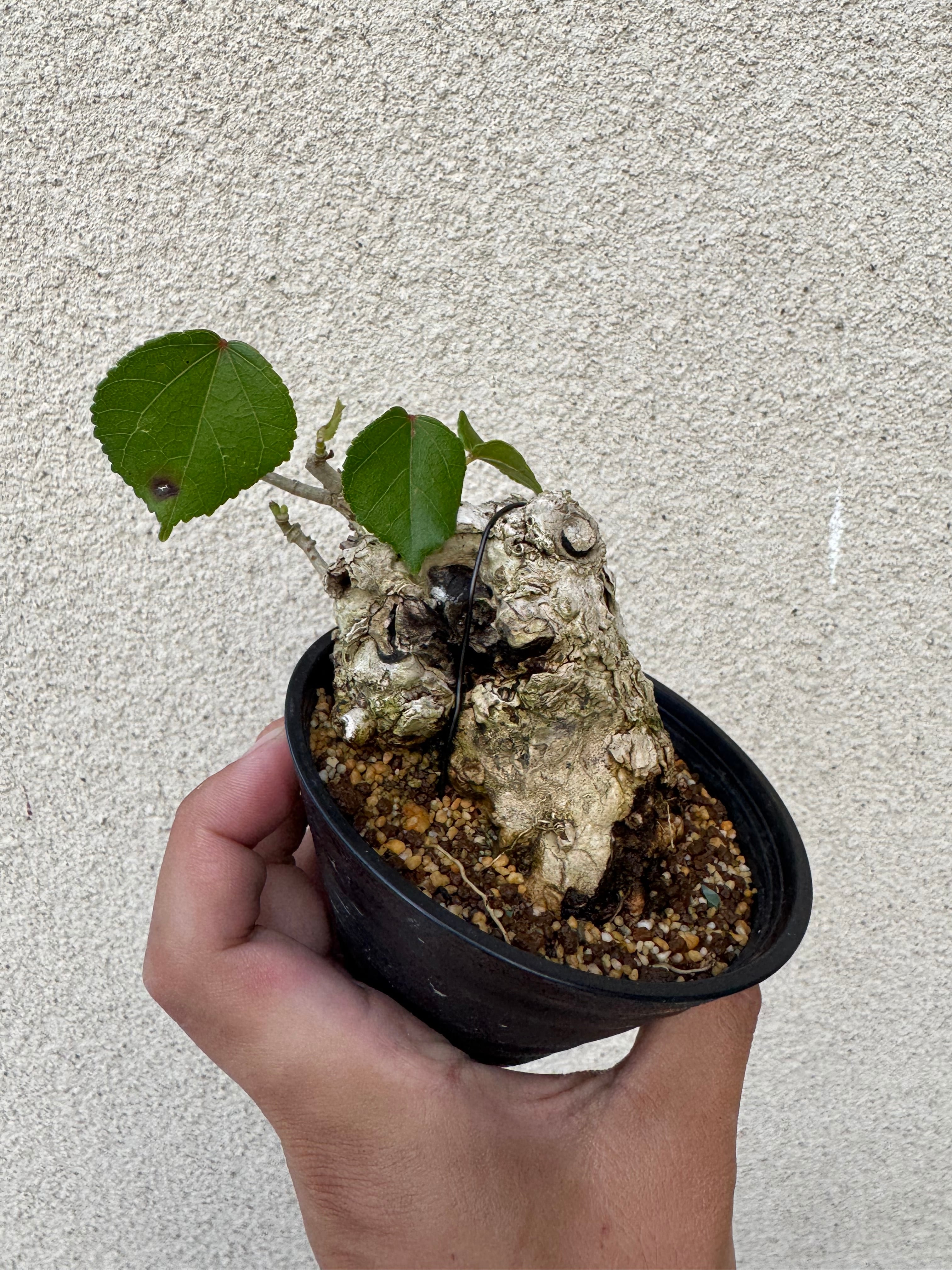 琉球盆栽】Talipariti tiliaceum 【ユウナ / オオハマボウ】初心者向け