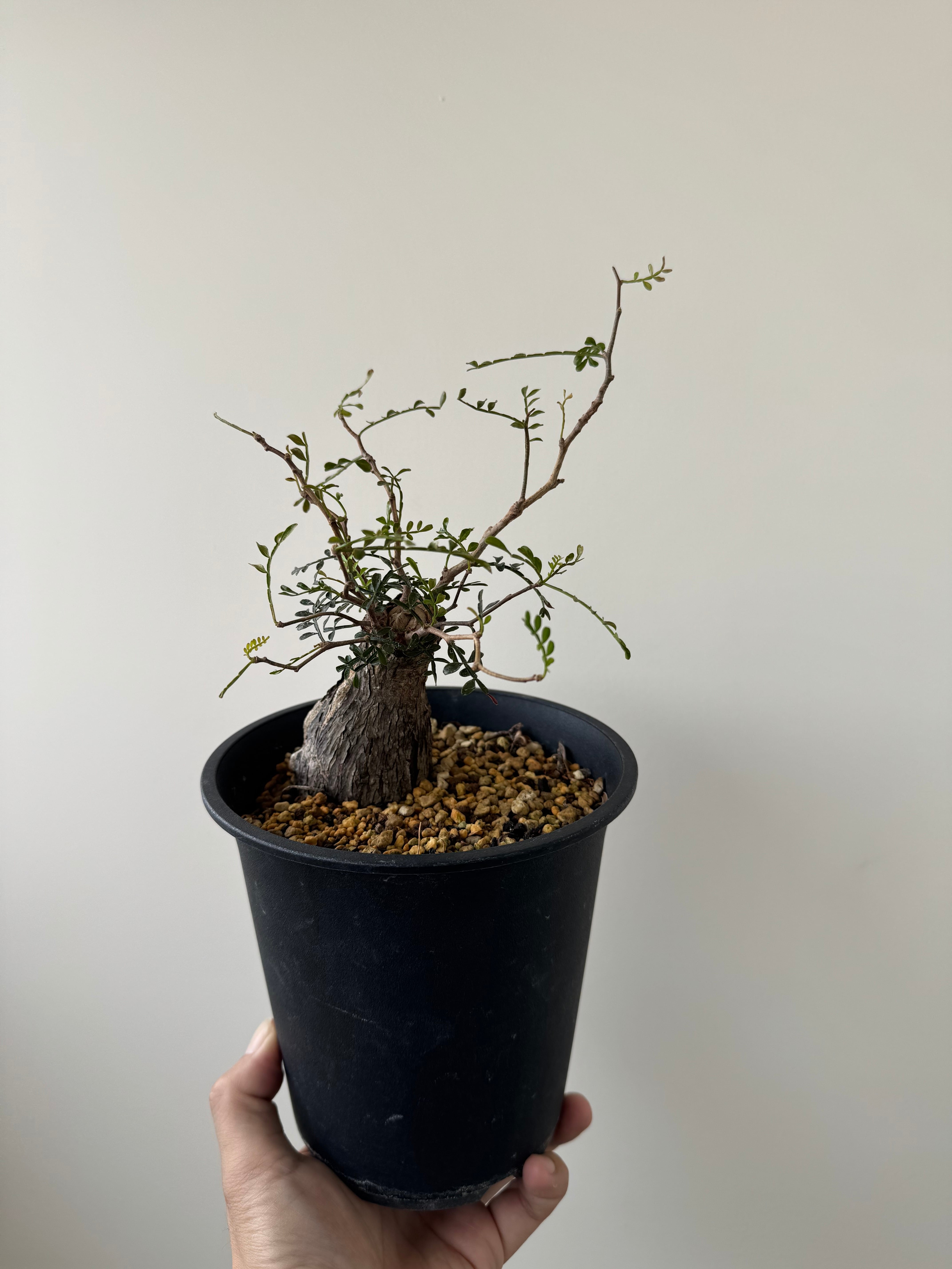 【灌木祭】Operculicarya pachypus【極太盆栽コーデックス】 オペルクリカリア パキプス