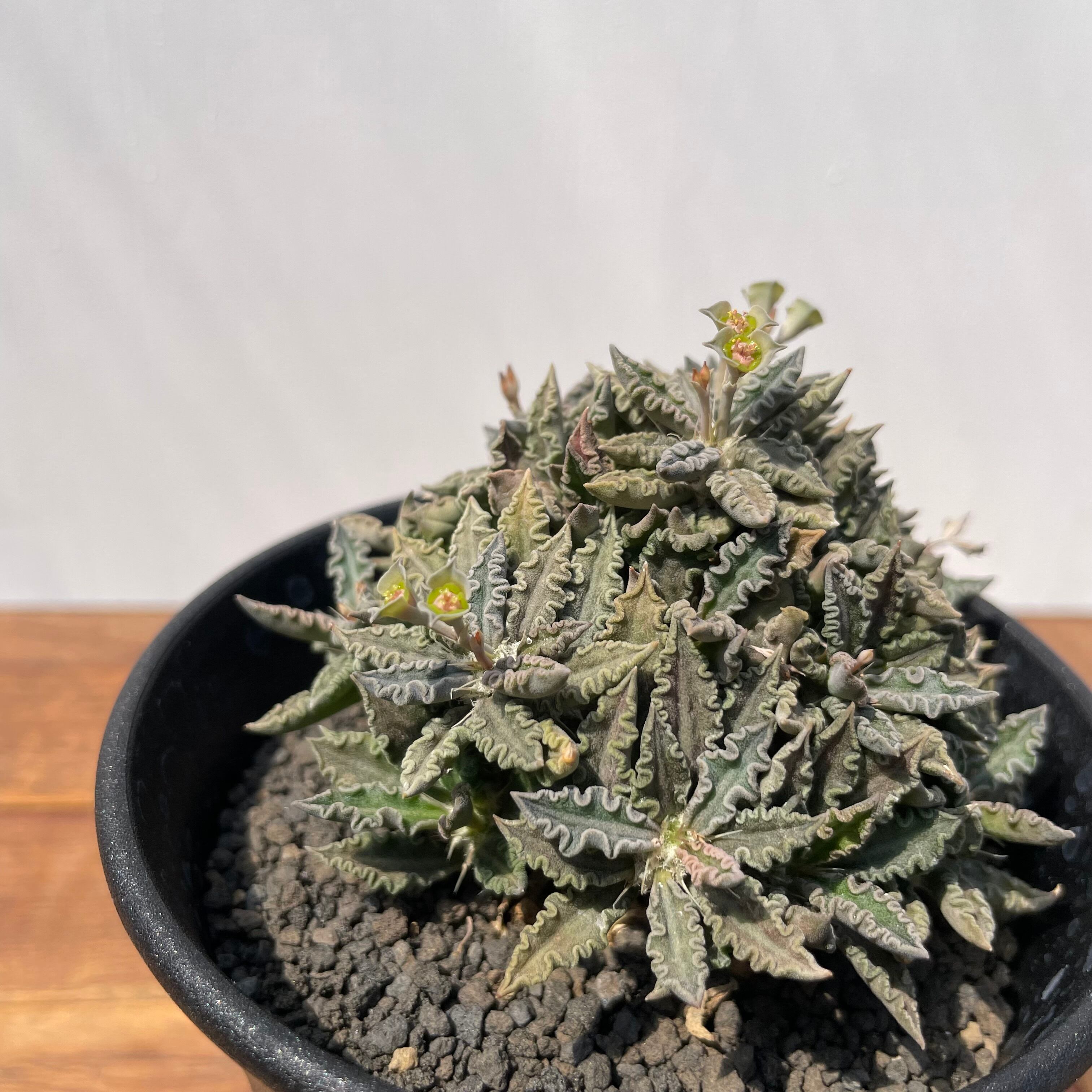 大株ユーフォルビアムランジーナ☆ギラウミニアナトゥレアレン