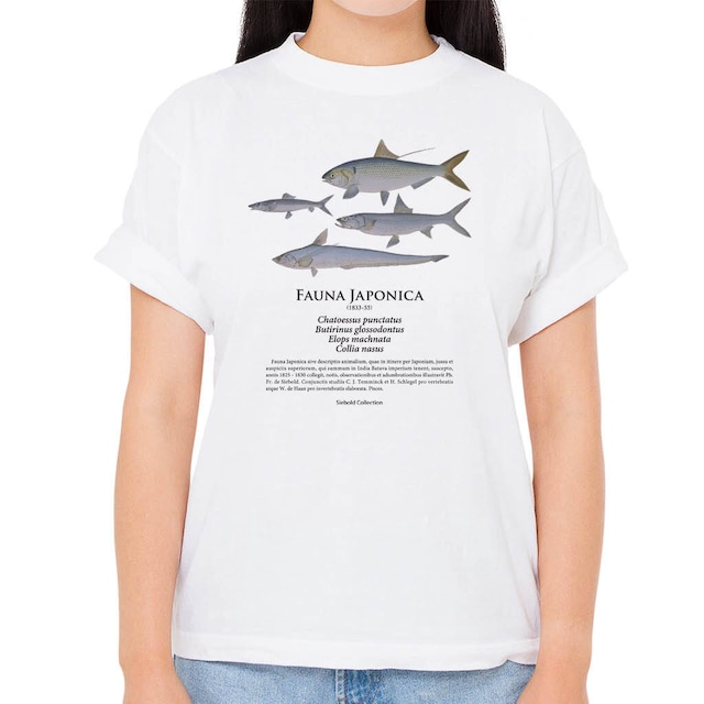 【コノシロ・カライワシ・ソトイワシ・エツ】シーボルトコレクション魚譜Tシャツ（高解像・昇華プリント）