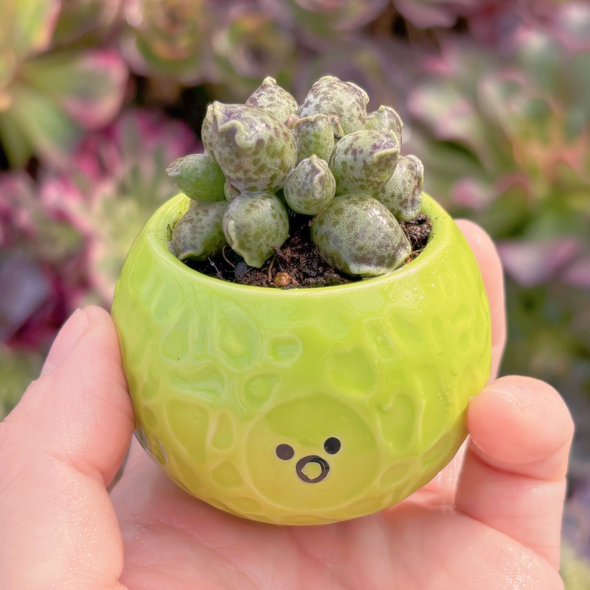 現品　アザラシ#012　るる農園