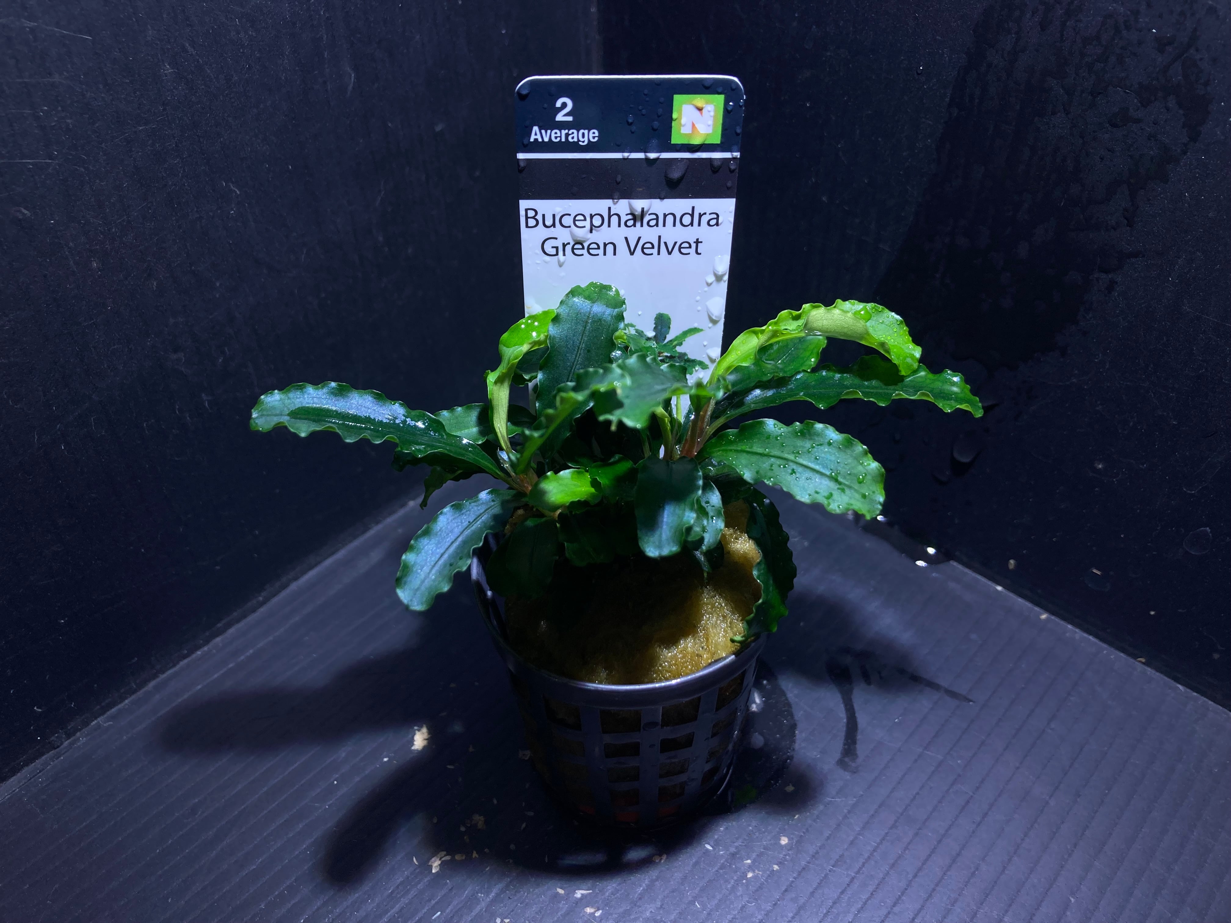 【AZ便】ブセファランドラ sp.Capek-Black Bucephalandra sp. 