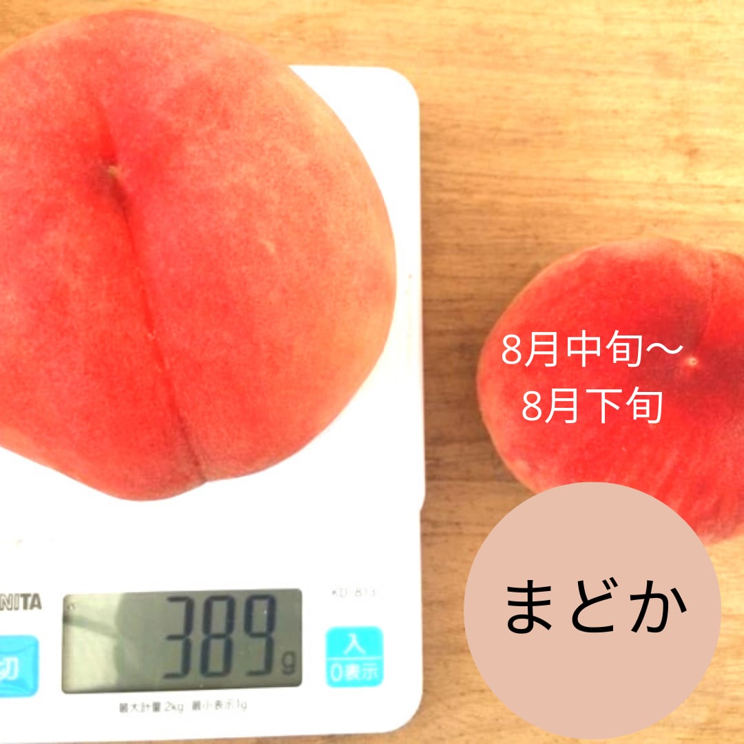 ブランド品専門の 福島の白桃 9月中旬お届け 2kg 4〜7個 品種おまかせ
