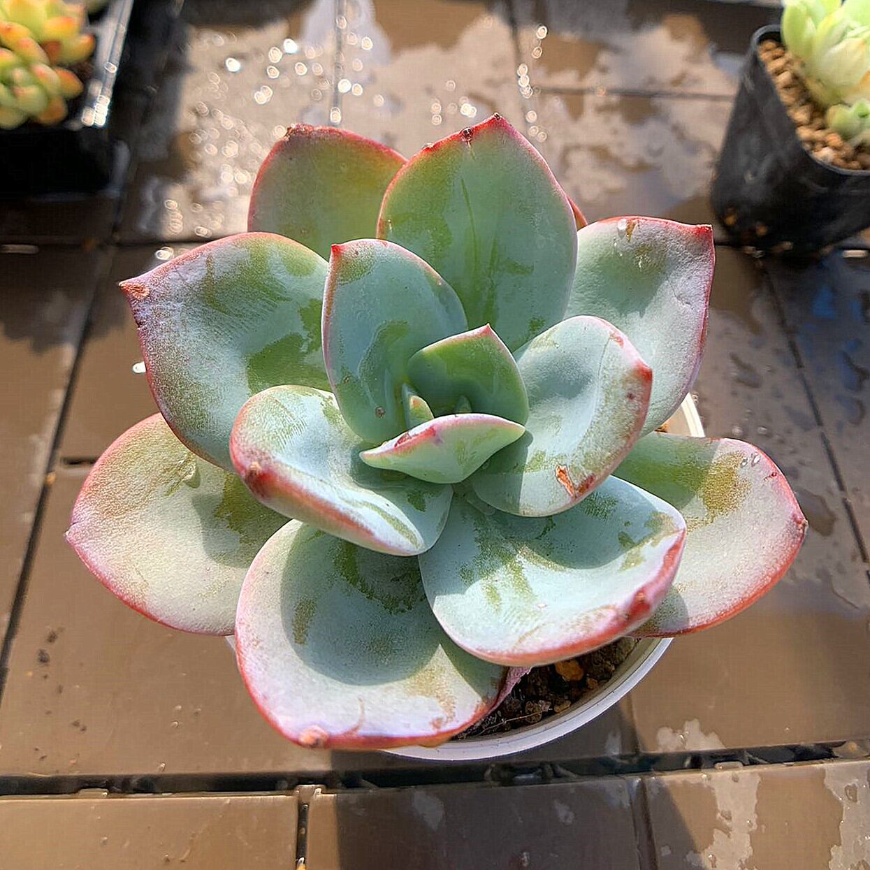 アガベ ホリダ （抜き苗）多肉植物 No.08