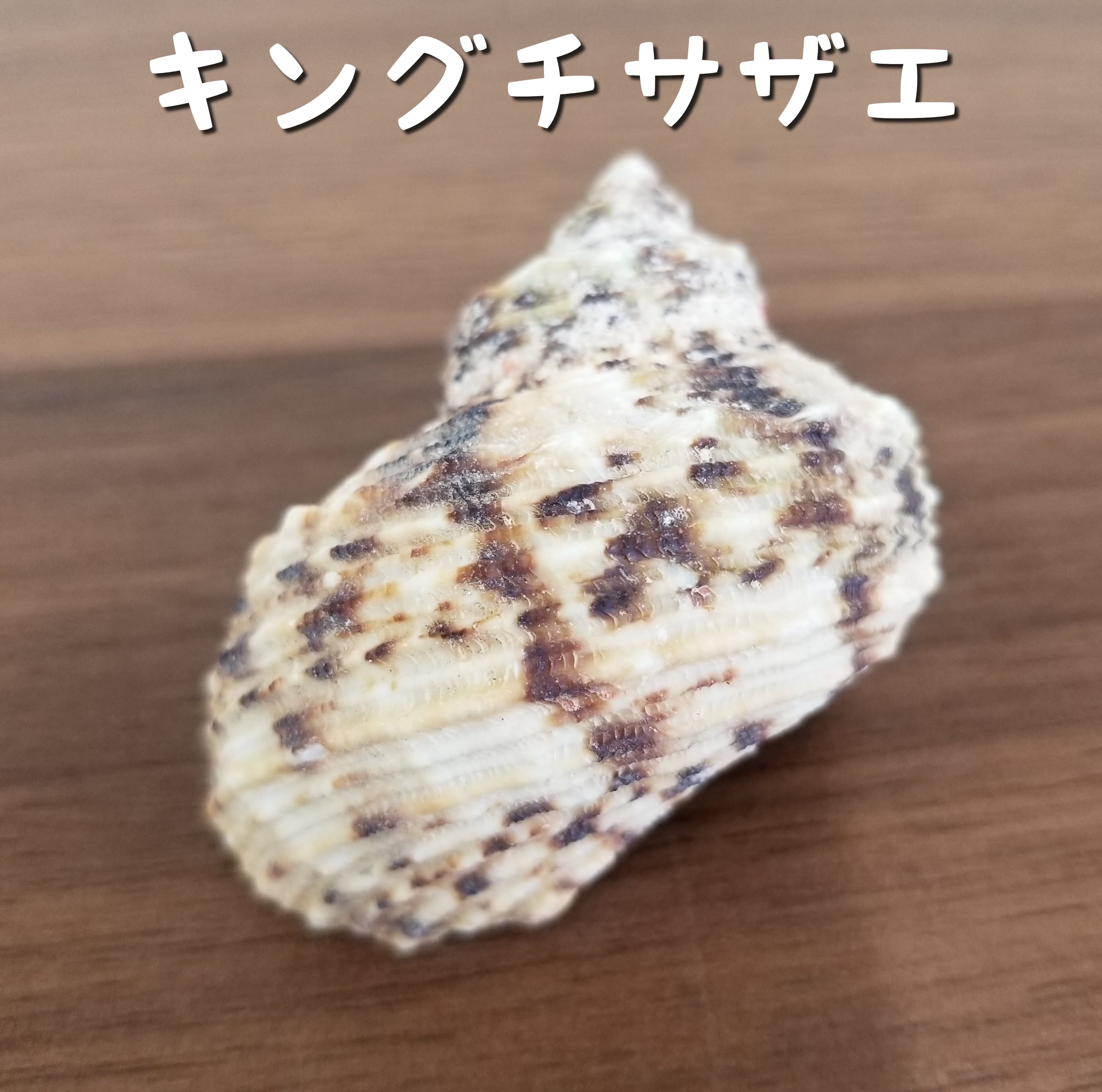 殻口約2.0~2.9cm サザエ | オカヤドカリショップ BiTa