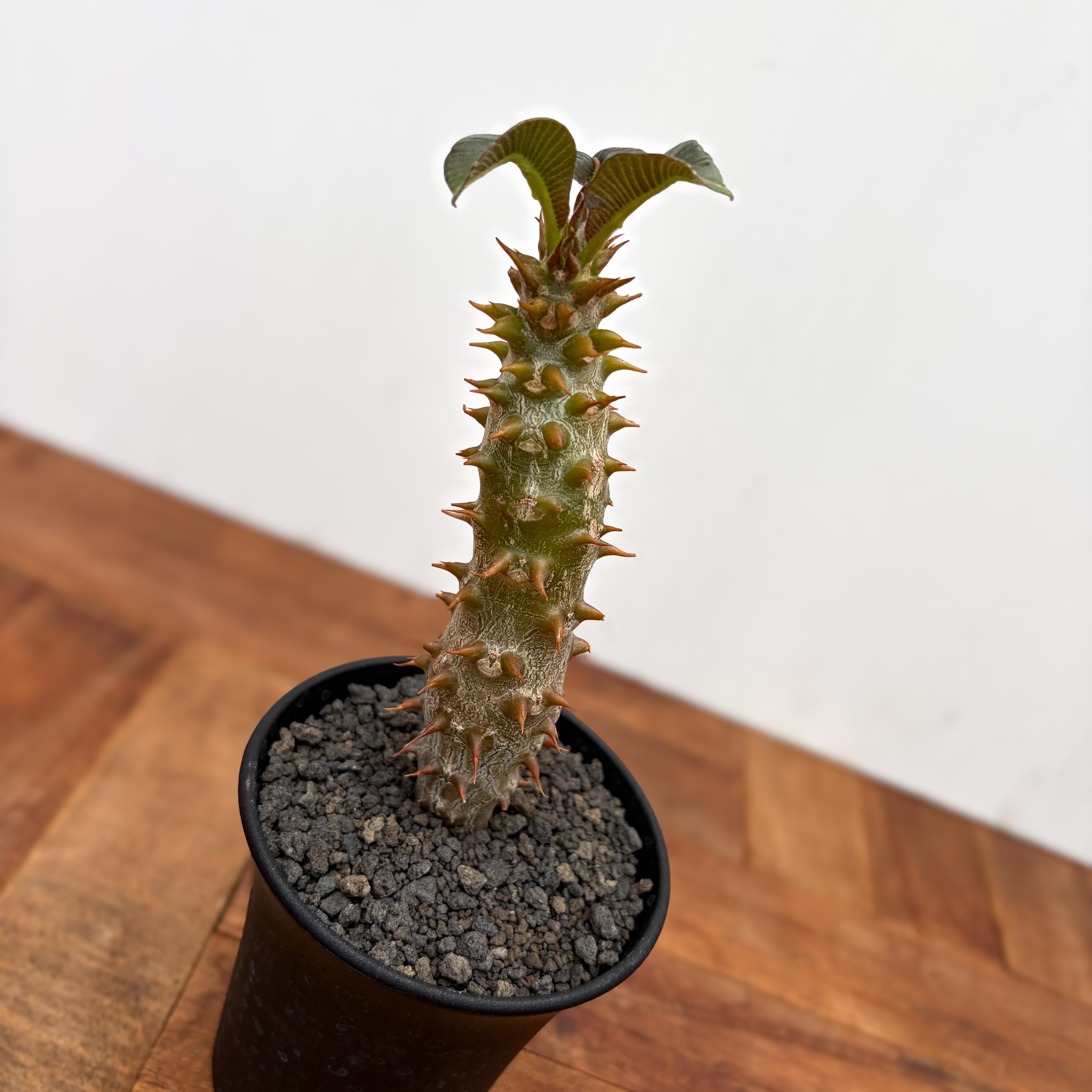 Pachypodium baronii【パキポディウム・バロニー・実生】 | RIMO'S