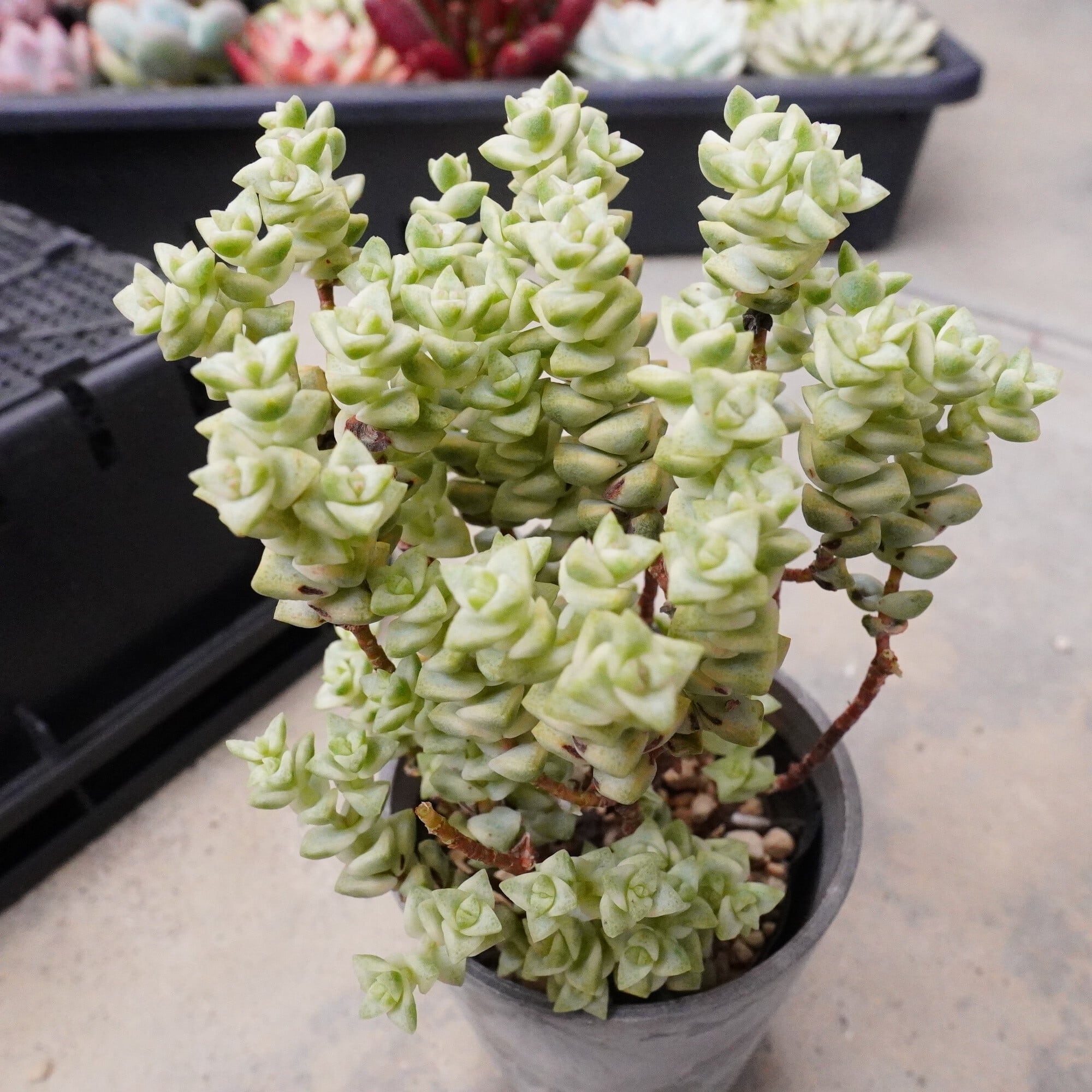 多肉植物 | E-TANIKU 多肉植物 | E-TANIKU