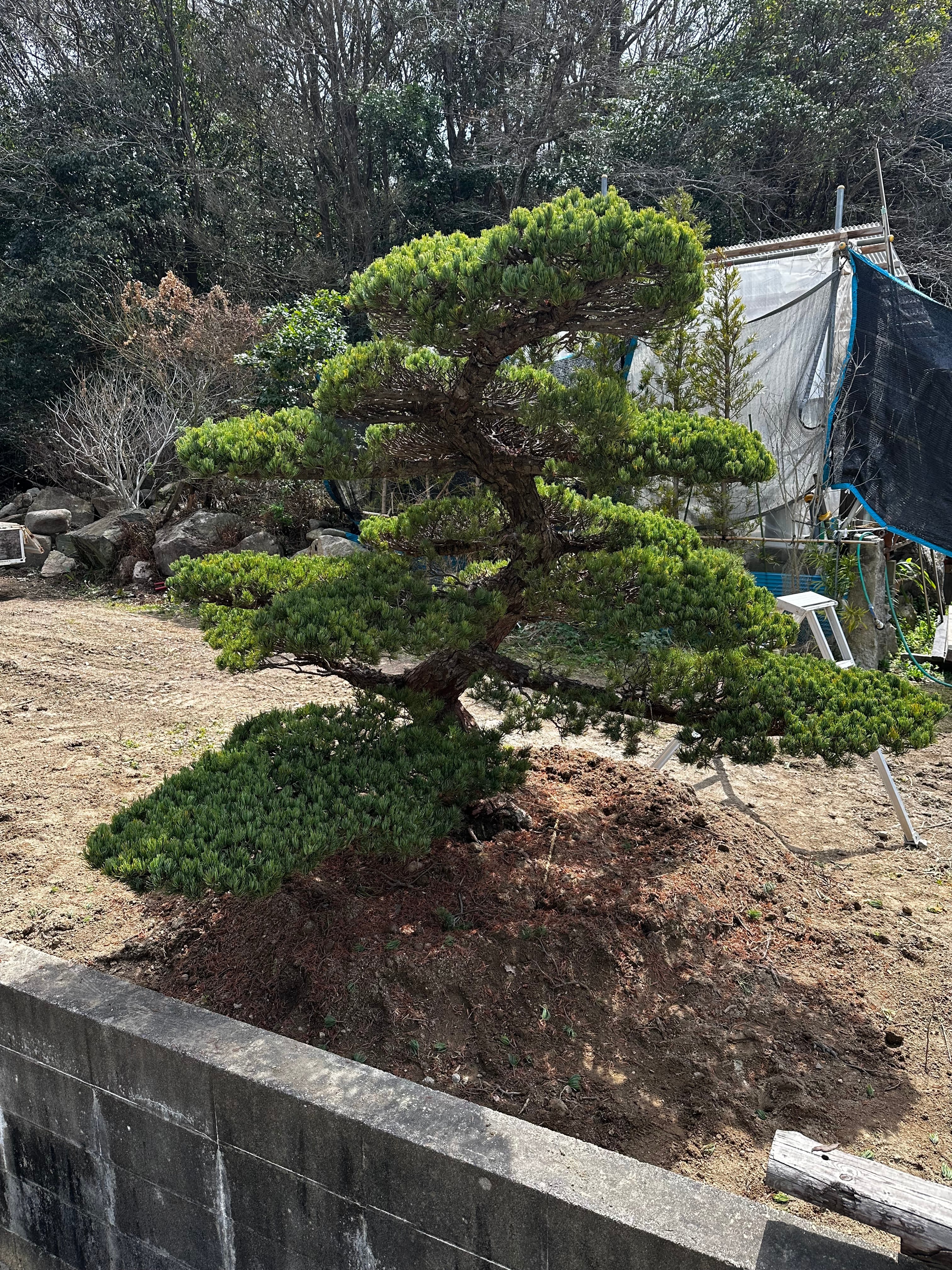 五葉松 庭木 古木 | 松永造園