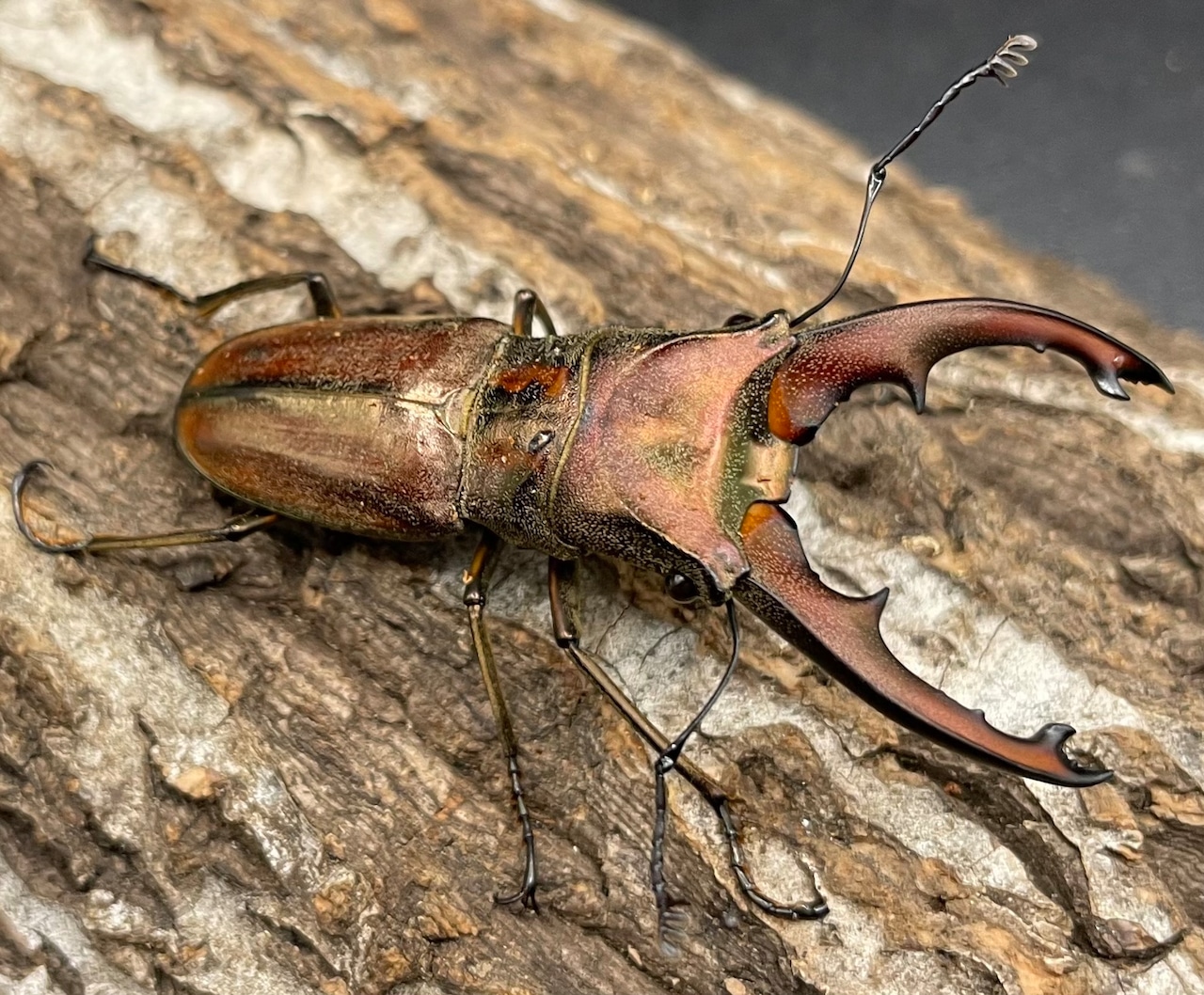 【WD】《ズベールホソアカ 51.5mm A’品ペア》