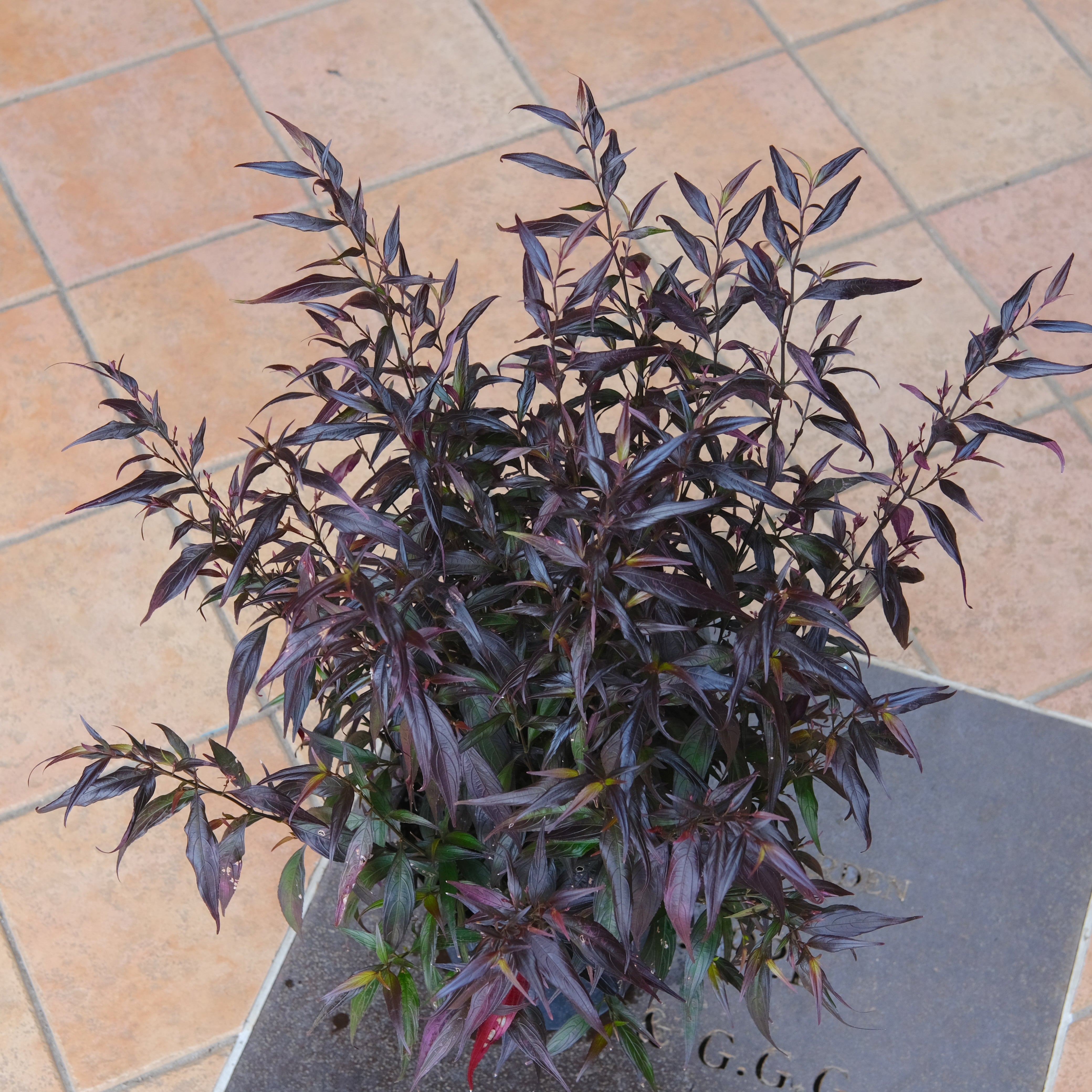 ストロビランテス《 ブルネッティ 》 7号鉢 | グリーンギャラリー