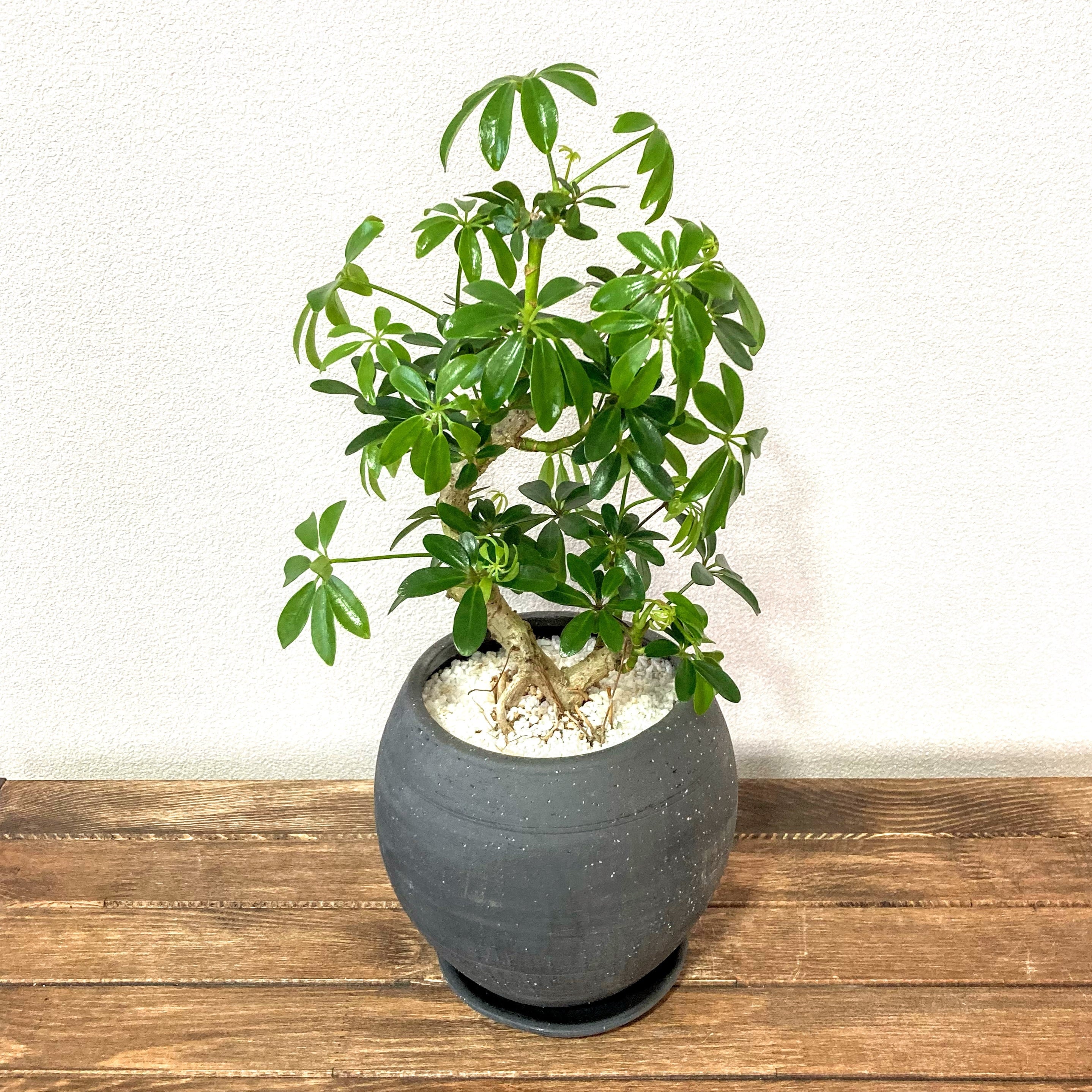 シェフレラ コンパクタ 観葉植物 | PLANTS LINK