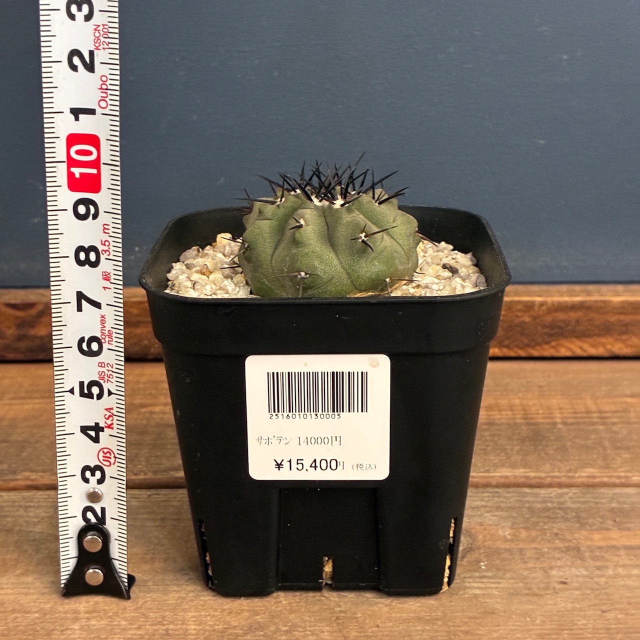 【新着3日限定10%OFF】【Copiapoa】サボテン コピアポア 黒王丸 実生【340】