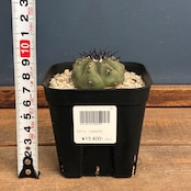 【新着3日限定10%OFF】【Copiapoa】サボテン コピアポア 黒王丸 実生【340】