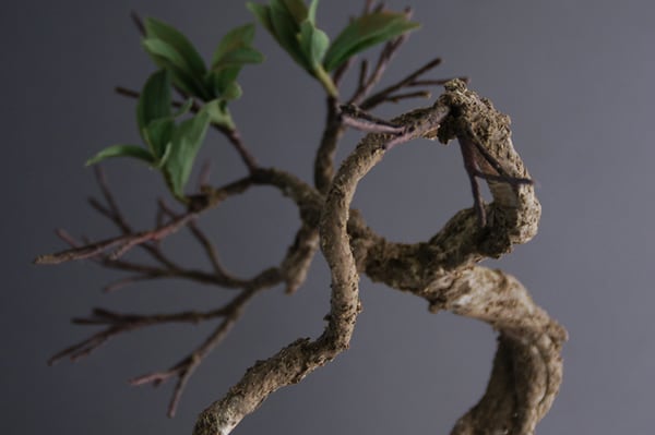 盆栽 ザクロ Pomegranate Bonsai #10 | Oh! BONSAI