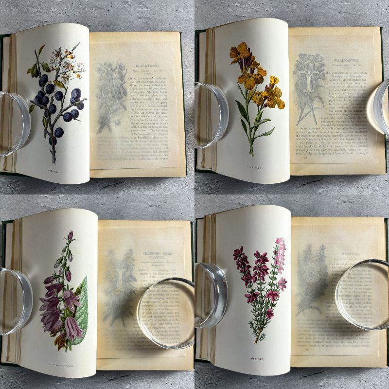 イギリス アンティーク 装丁豪華版 40プレート 植物図鑑 野の花 イギリス アンティーク 装丁豪華版 40プレート 植物図鑑 野の花