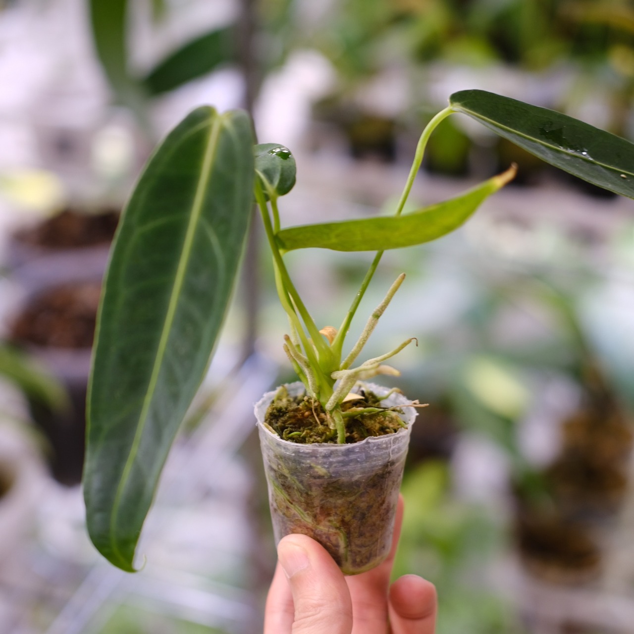 アンスリウム ワロクアーナム / Anthurium Warocqueanum⑭ / 観葉植物<育て方・花言葉>