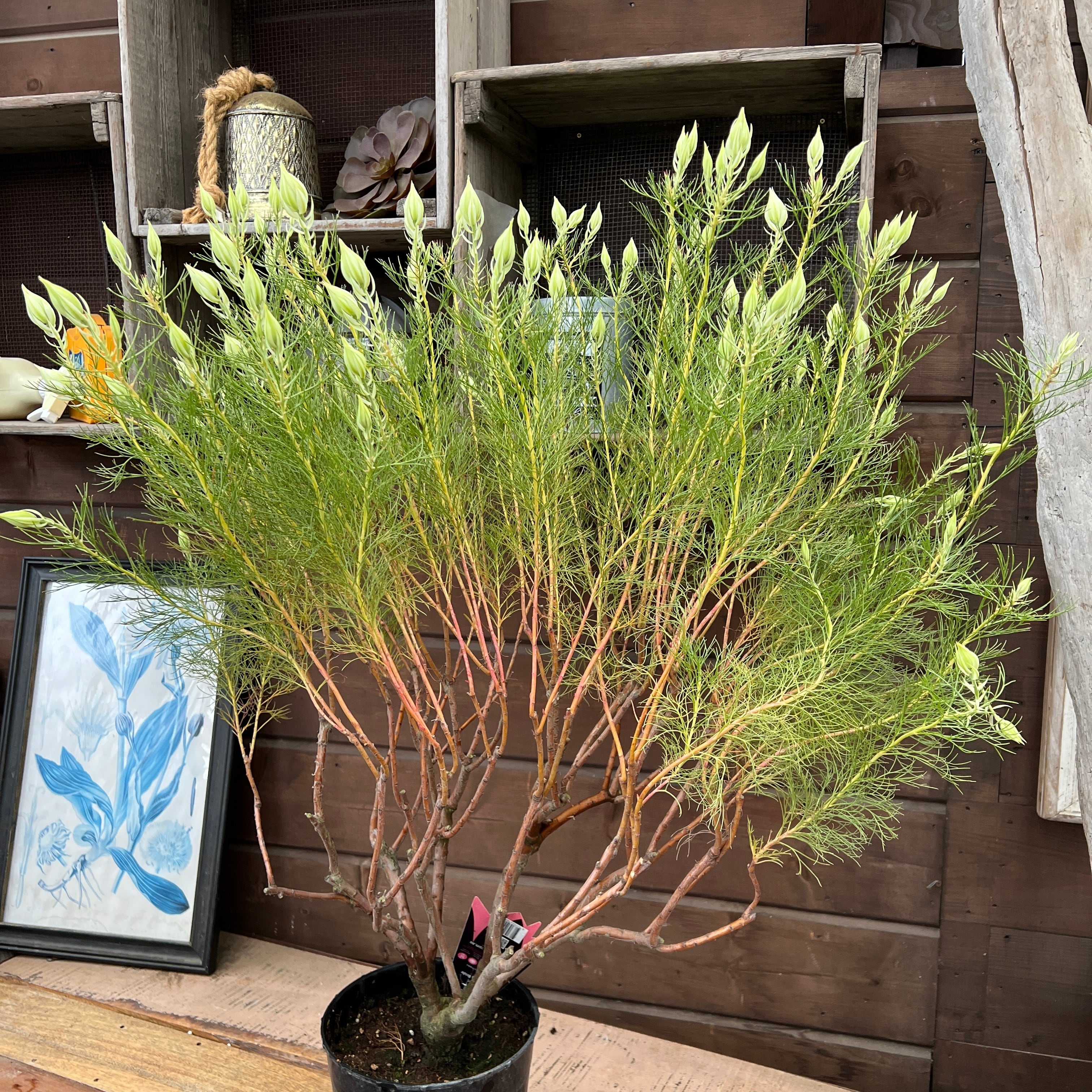 ジョーイセルリア ブラッシングブライド | 沼ノ上農園