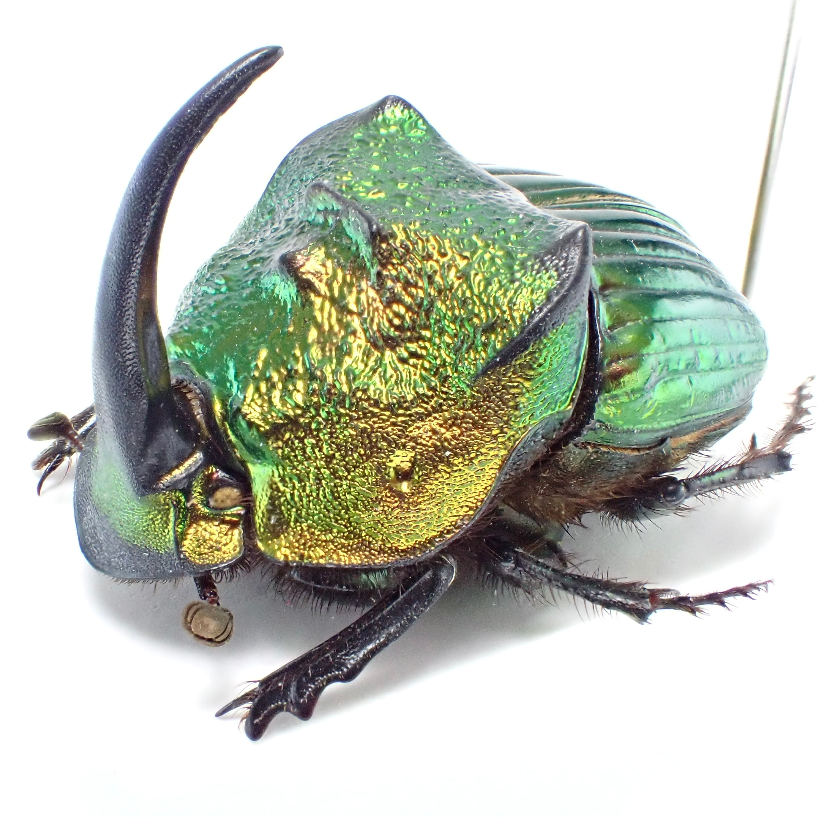 メキシコ産 Phanaeus mexicanus ♂ 22mm 緑橙 XL | 昆虫標本 Diggers