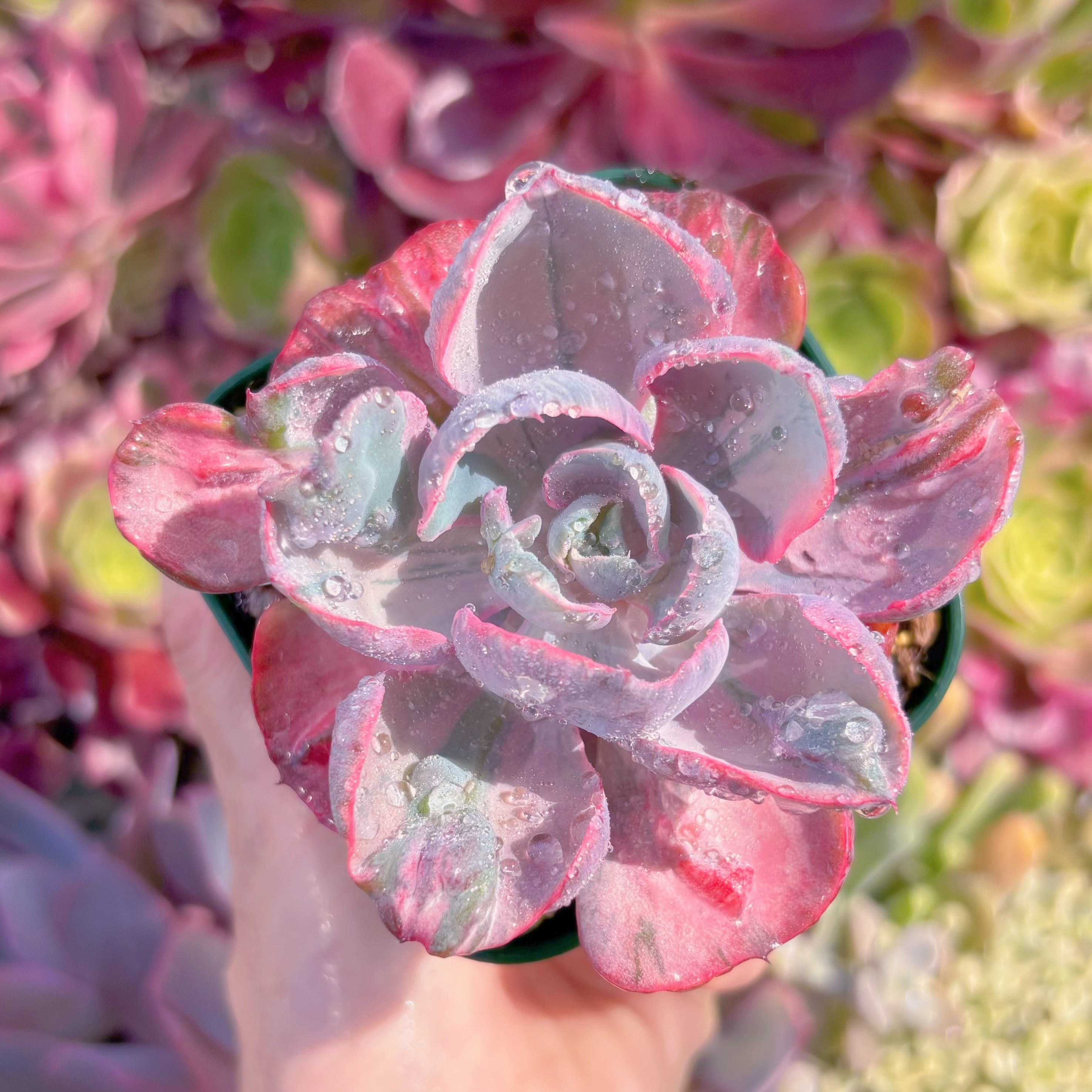 現品　ビヨンセ錦#B36　るる農園