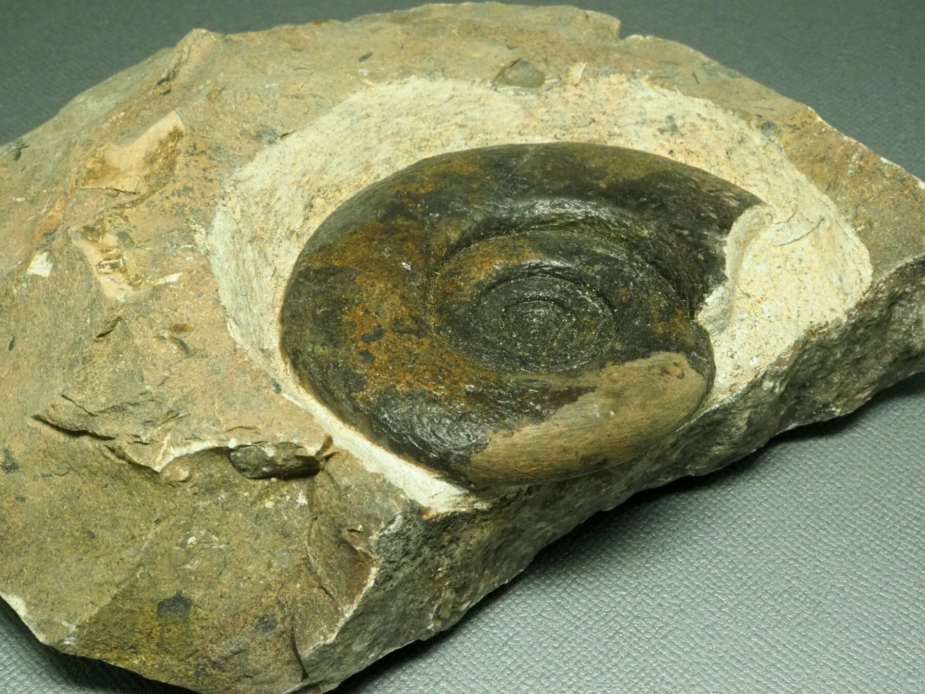 デボン紀！アンモナイトの化石【Platyclymenia sp.】【864g】モロッコ