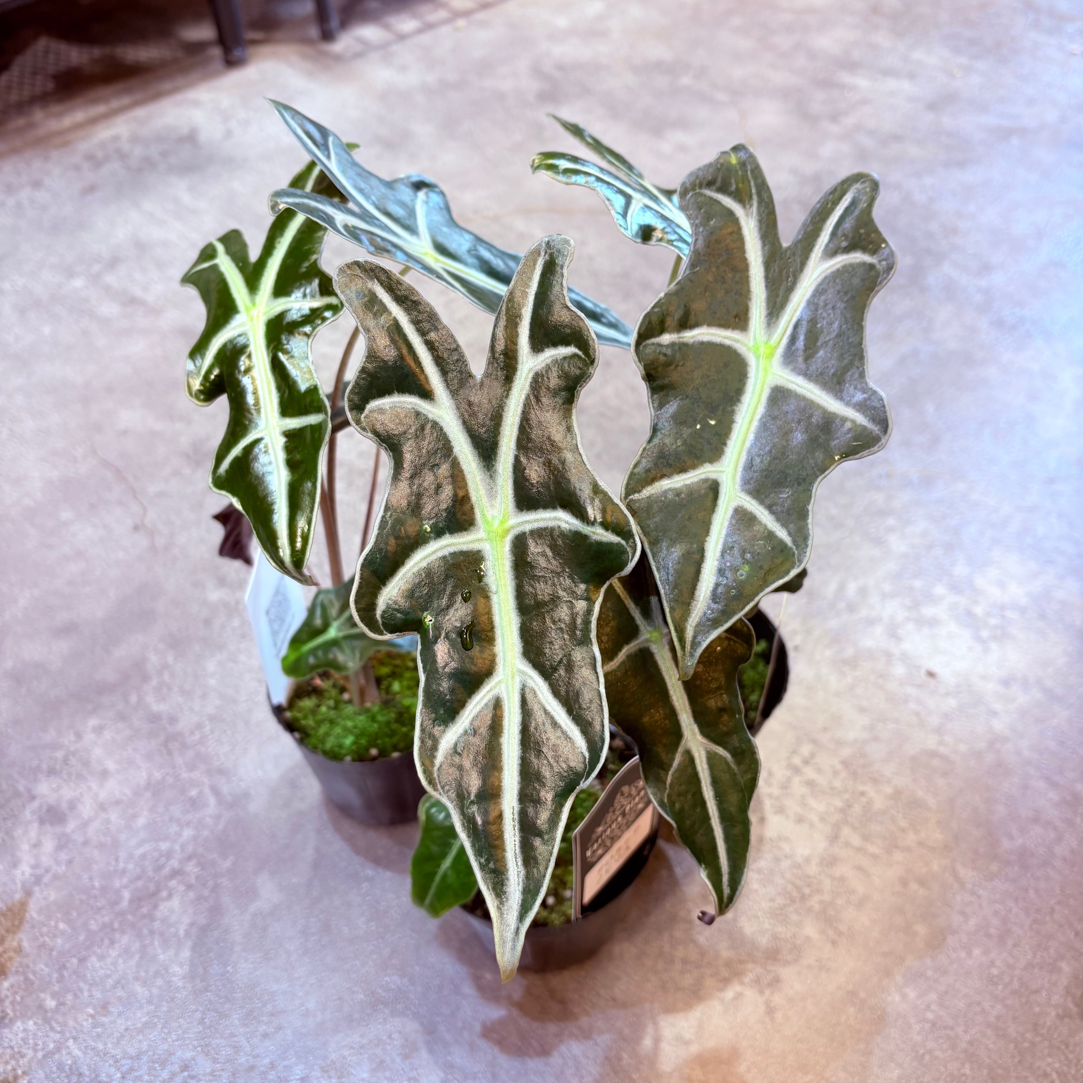 アロカシア ノビリス 3号 | Green Vibes 宇都宮市の観葉植物専門店