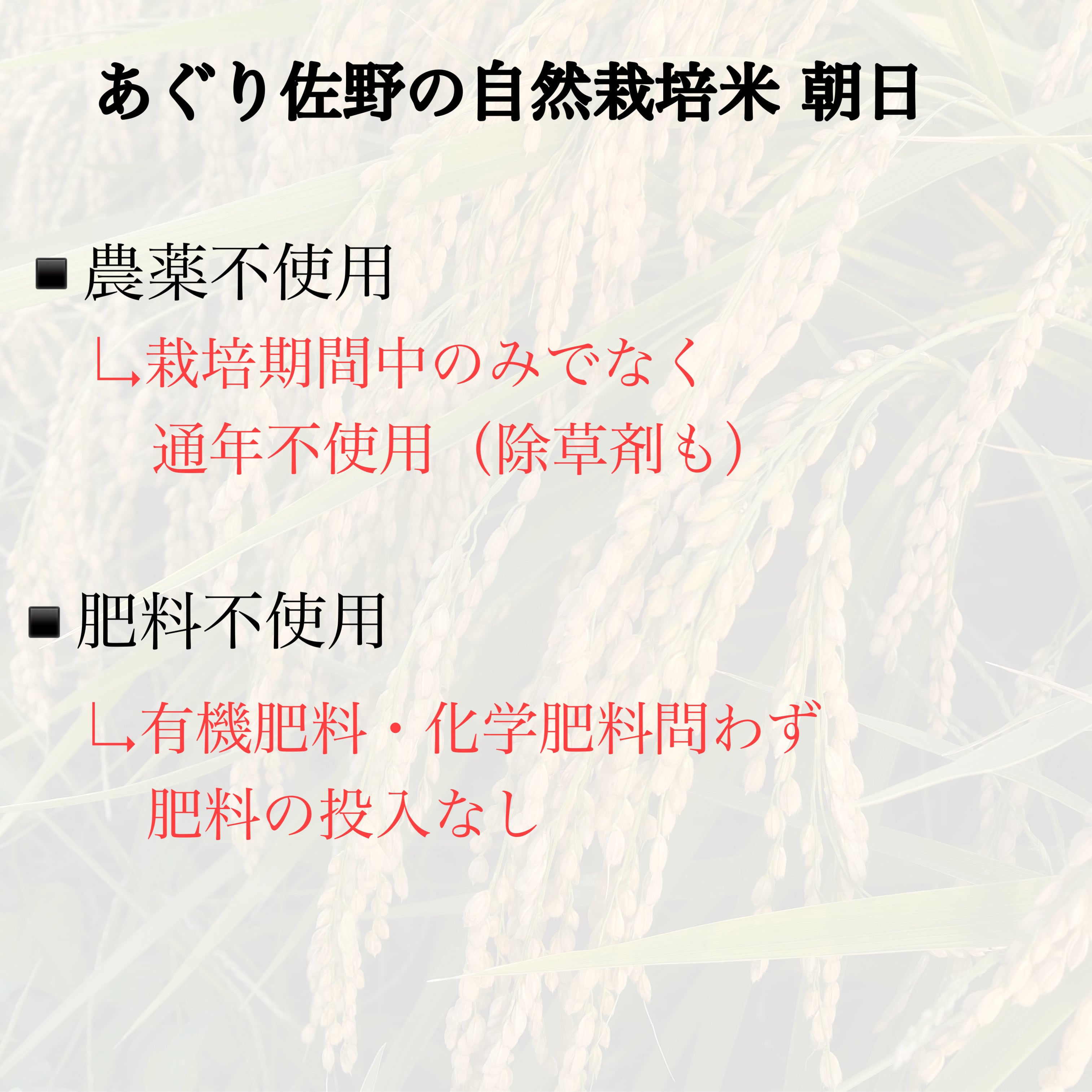 【ご予約】令和5年新米 自然栽培朝日 精米10kg×2 農薬不使用・肥料不使用