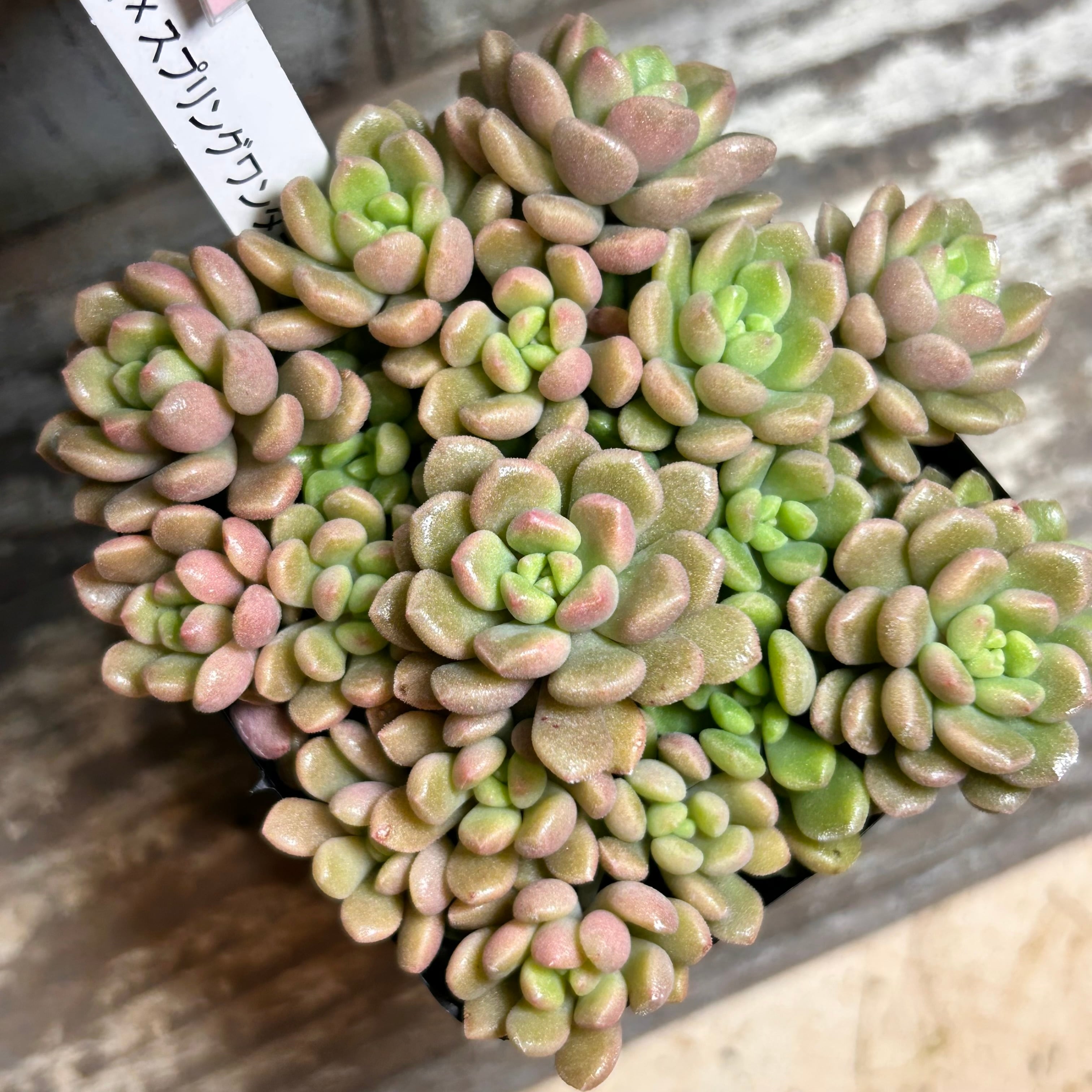 ウェディングドレス錦 アエオニウム | RuPo 多肉植物専門店