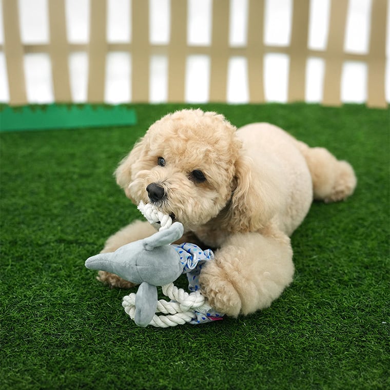 animal crunch rope toy 3color / 犬 おもちゃ 噛む カシャカシャ 知育玩具 鳴き笛入り 音が鳴る 可愛い わんちゃん 留守 おもちゃ 楽しい ストレス解消 韓国 ペット用品 小型犬 中型犬 ペット