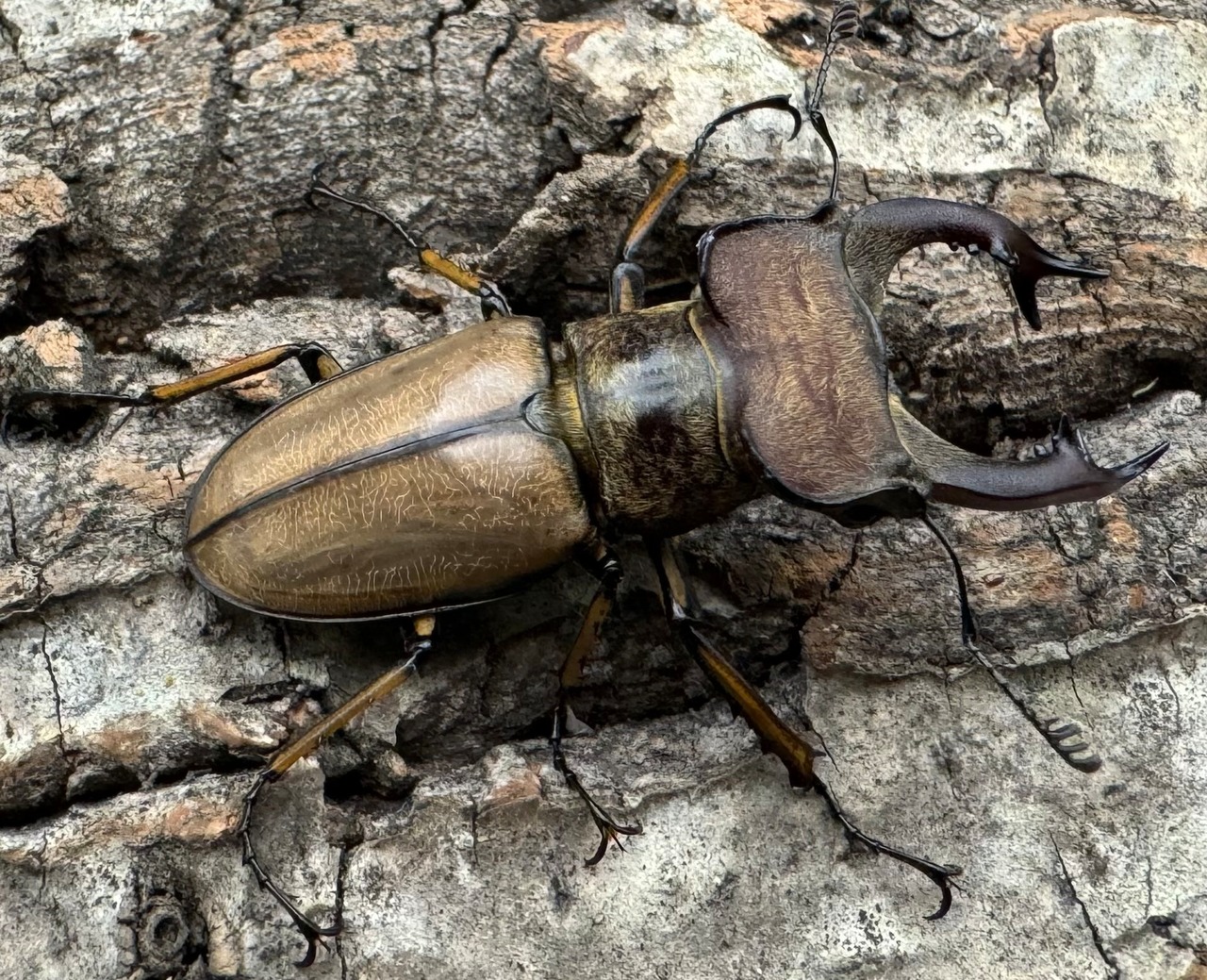 【WD】《デラバイミヤマ 46.5mm ペア》