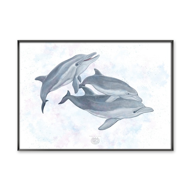 【海のいきものアートポスター／魚】フレームエンゼルフィッシュ