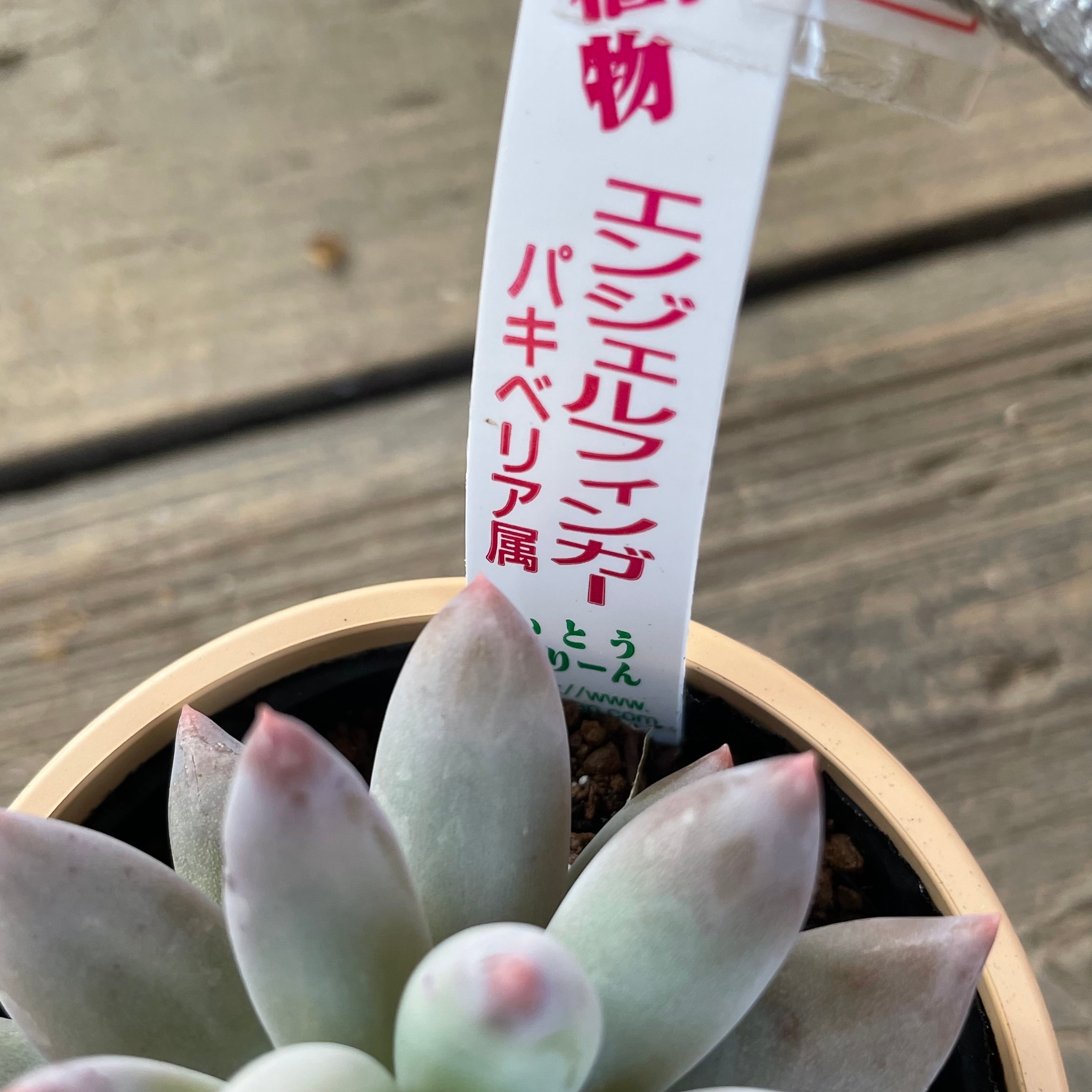 エンジェルフィンガーレッド 【公式通販】