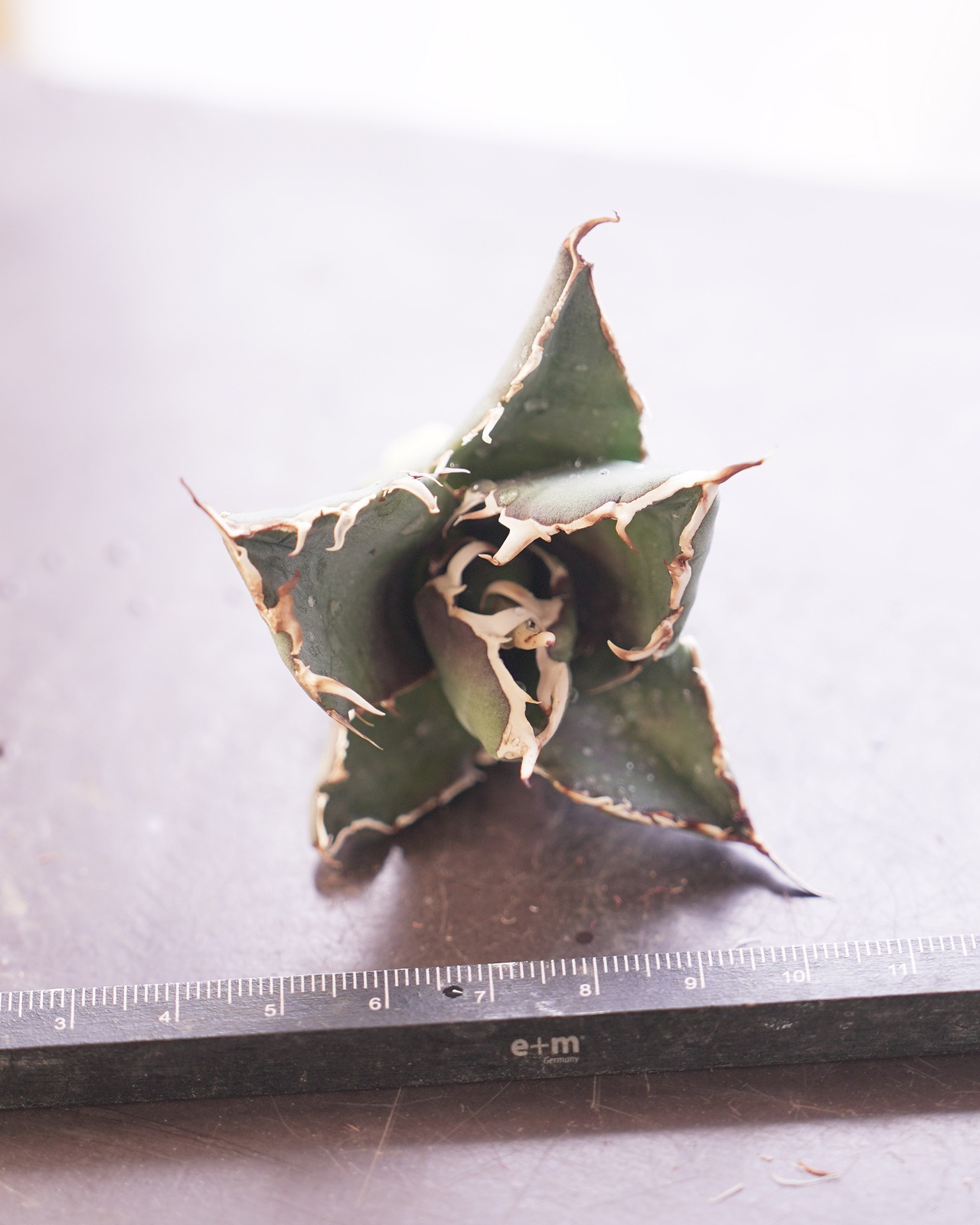 新鮮カット苗 チタノタ 旧来白鯨 Agave titanota 'Hakugei'