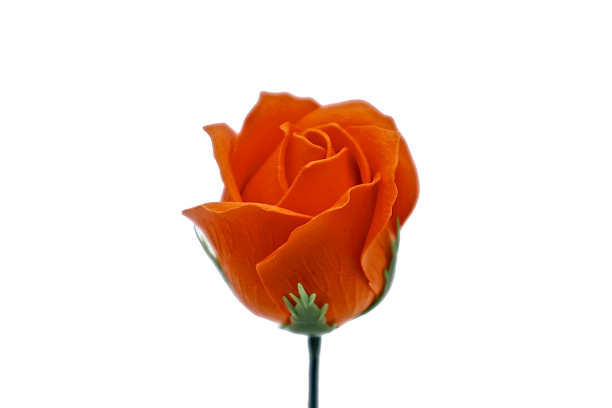 ゴールドバラG-O3 パステルオレンジ (15輪入りor25輪入り)